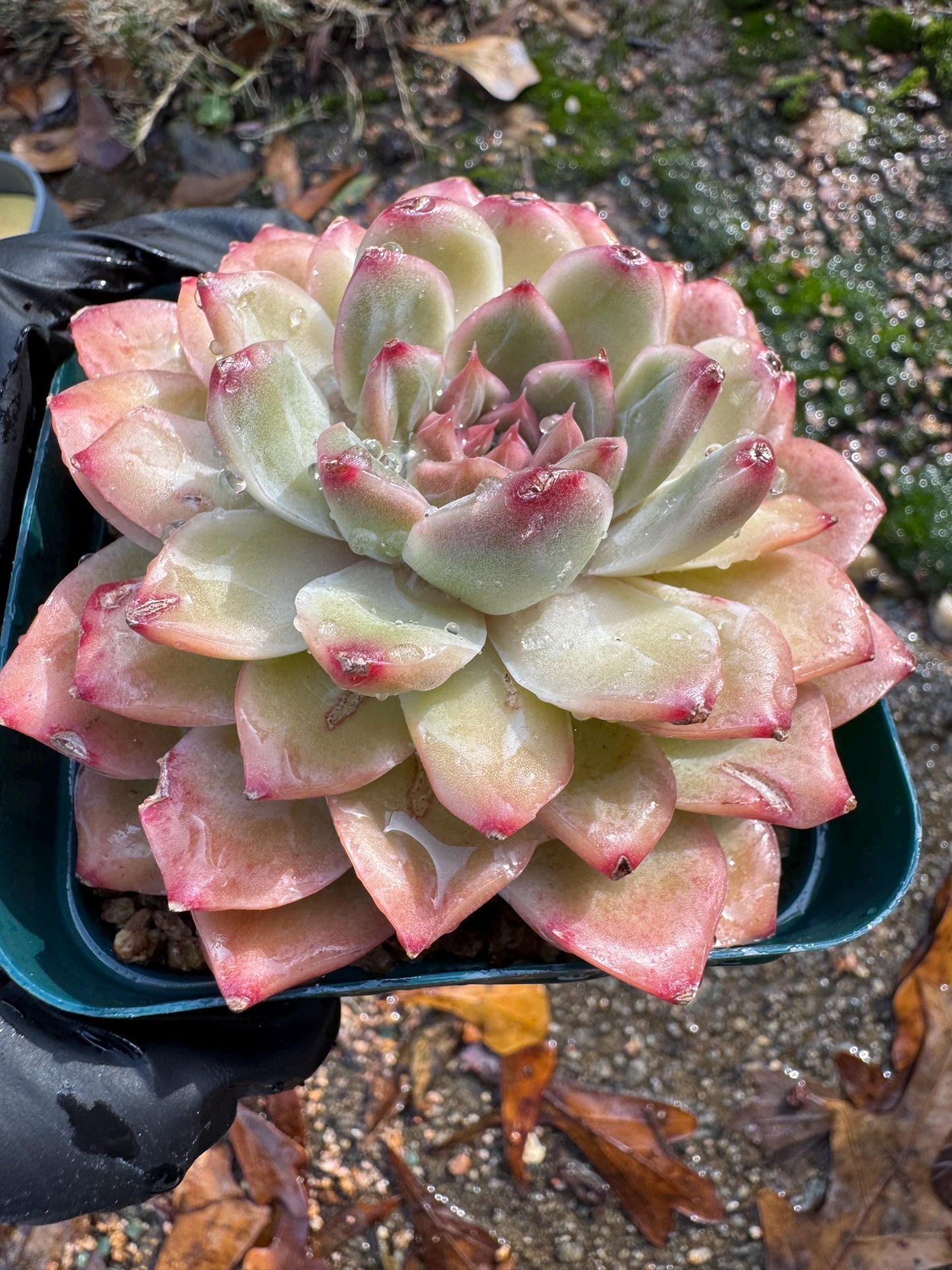 New! Echeveria  'Oriental Lily’ , big single head,   high quality, 3.5inches, Imported Rare Succulent, live plant, gift