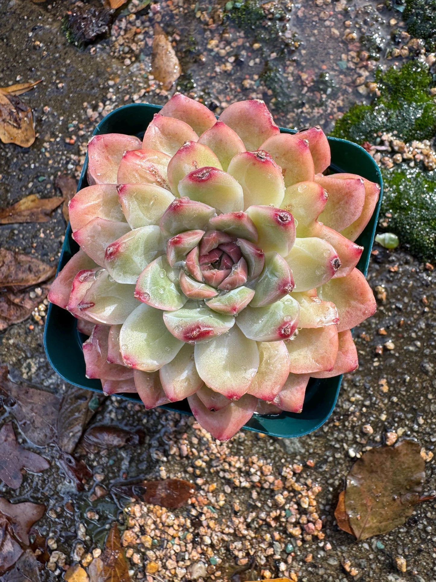 New! Echeveria  'Oriental Lily’ , big single head,   high quality, 3.5inches, Imported Rare Succulent, live plant, gift