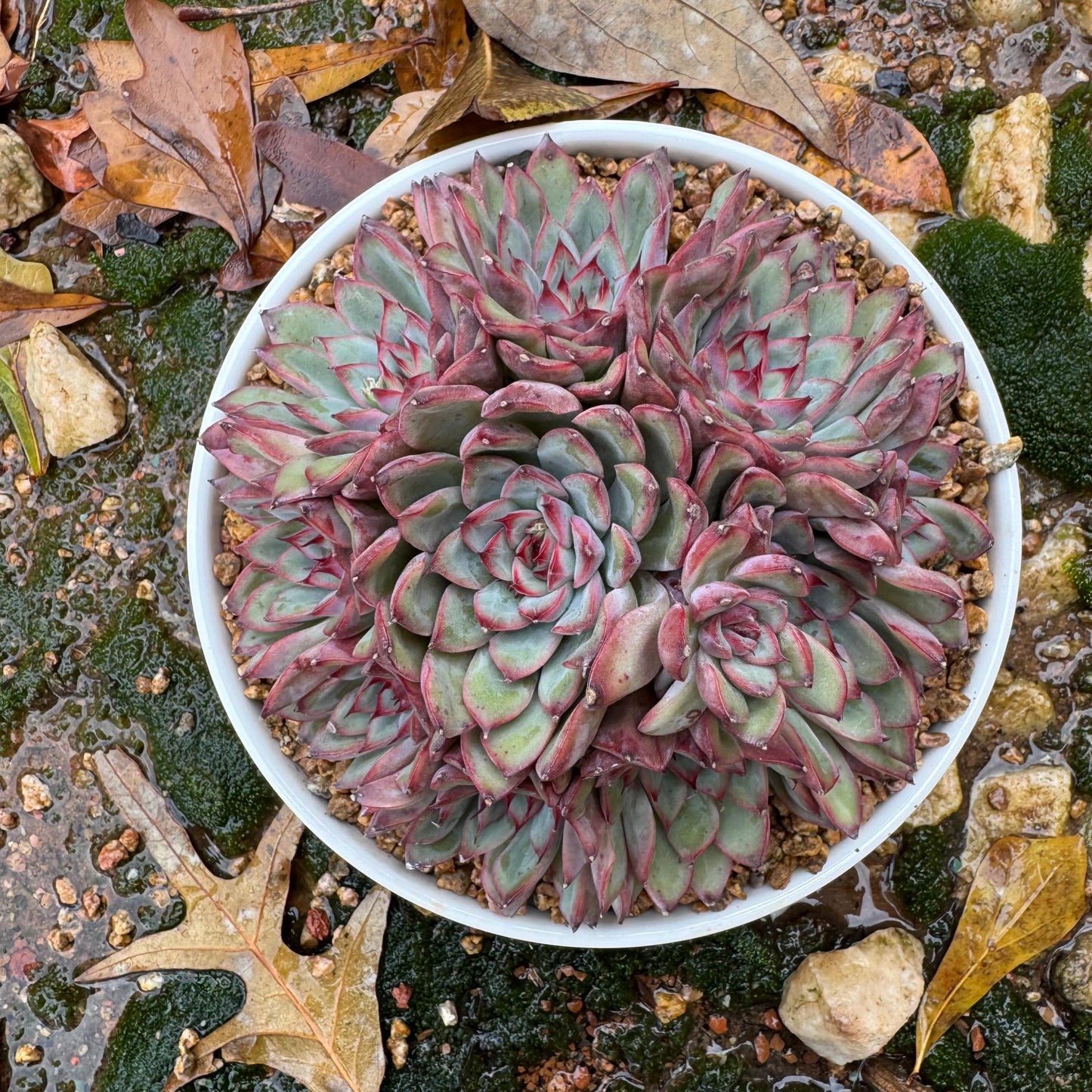 Echeveria' Lotus 'cluster, nice color, perfect shape, 4.6 inches, Bare Root, Imported Rare Succulent, only one