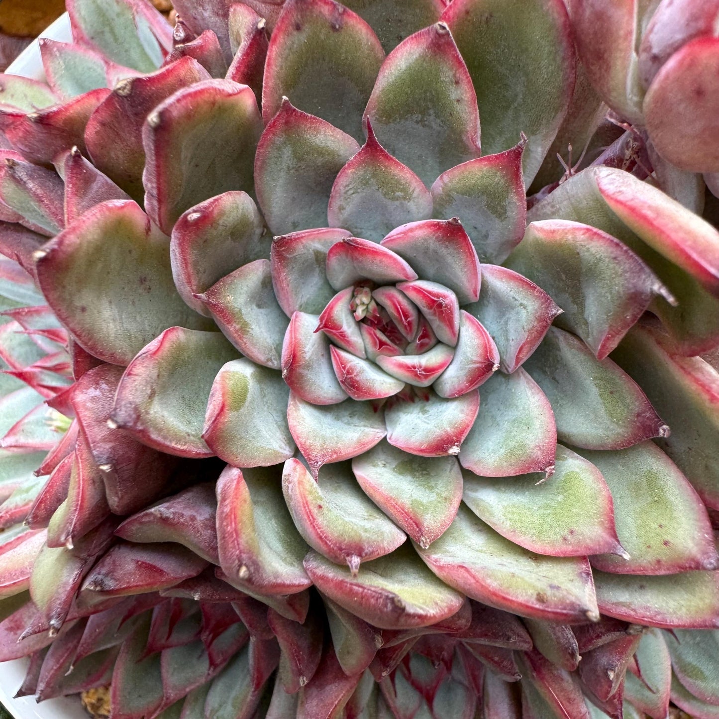 Echeveria' Lotus 'cluster, nice color, perfect shape, 4.6 inches, Bare Root, Imported Rare Succulent, only one