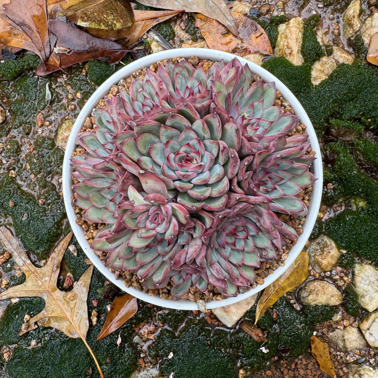 Echeveria' Lotus 'cluster, nice color, perfect shape, 4.6 inches, Bare Root, Imported Rare Succulent, only one