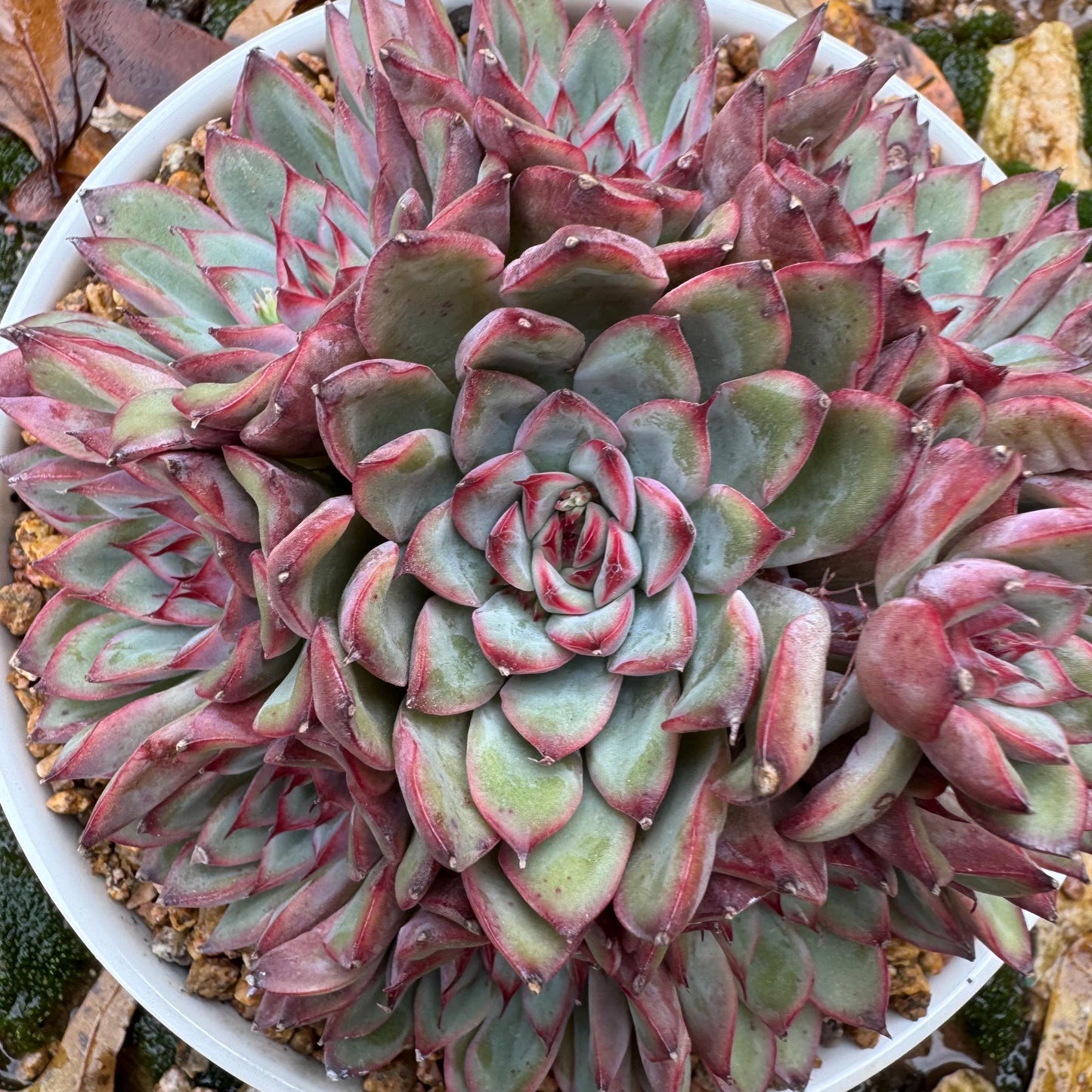 Echeveria' Lotus 'cluster, nice color, perfect shape, 4.6 inches, Bare Root, Imported Rare Succulent, only one