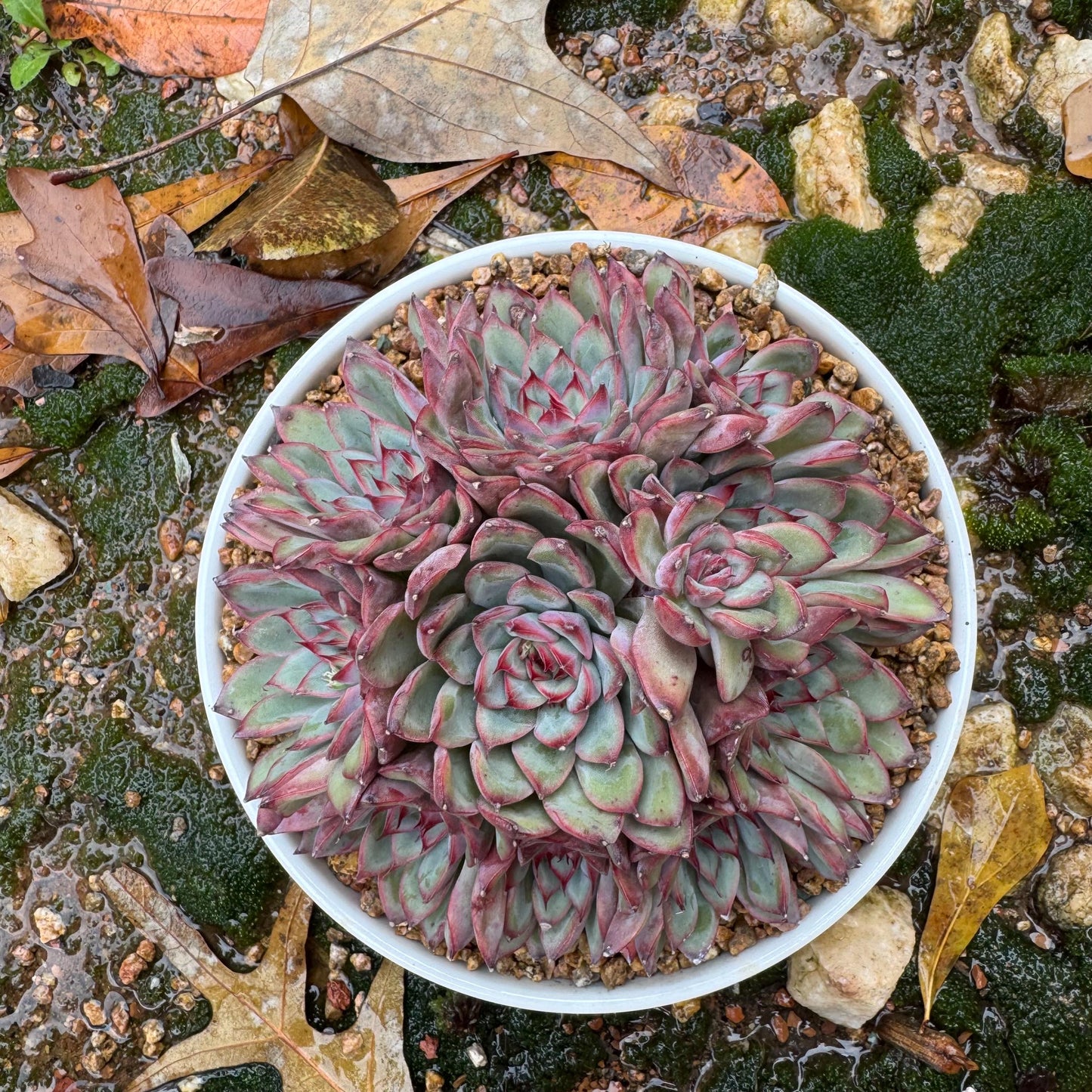 Echeveria' Lotus 'cluster, nice color, perfect shape, 4.6 inches, Bare Root, Imported Rare Succulent, only one