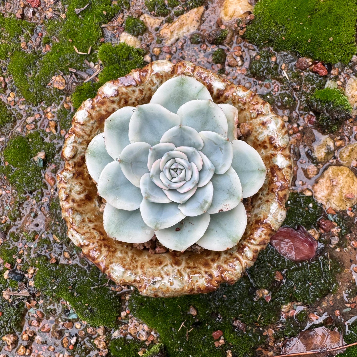 Echeveria 'Atlantis variegated' , single head,   high quality, 2.4inches , Imported Rare Succulent, live plant, gift