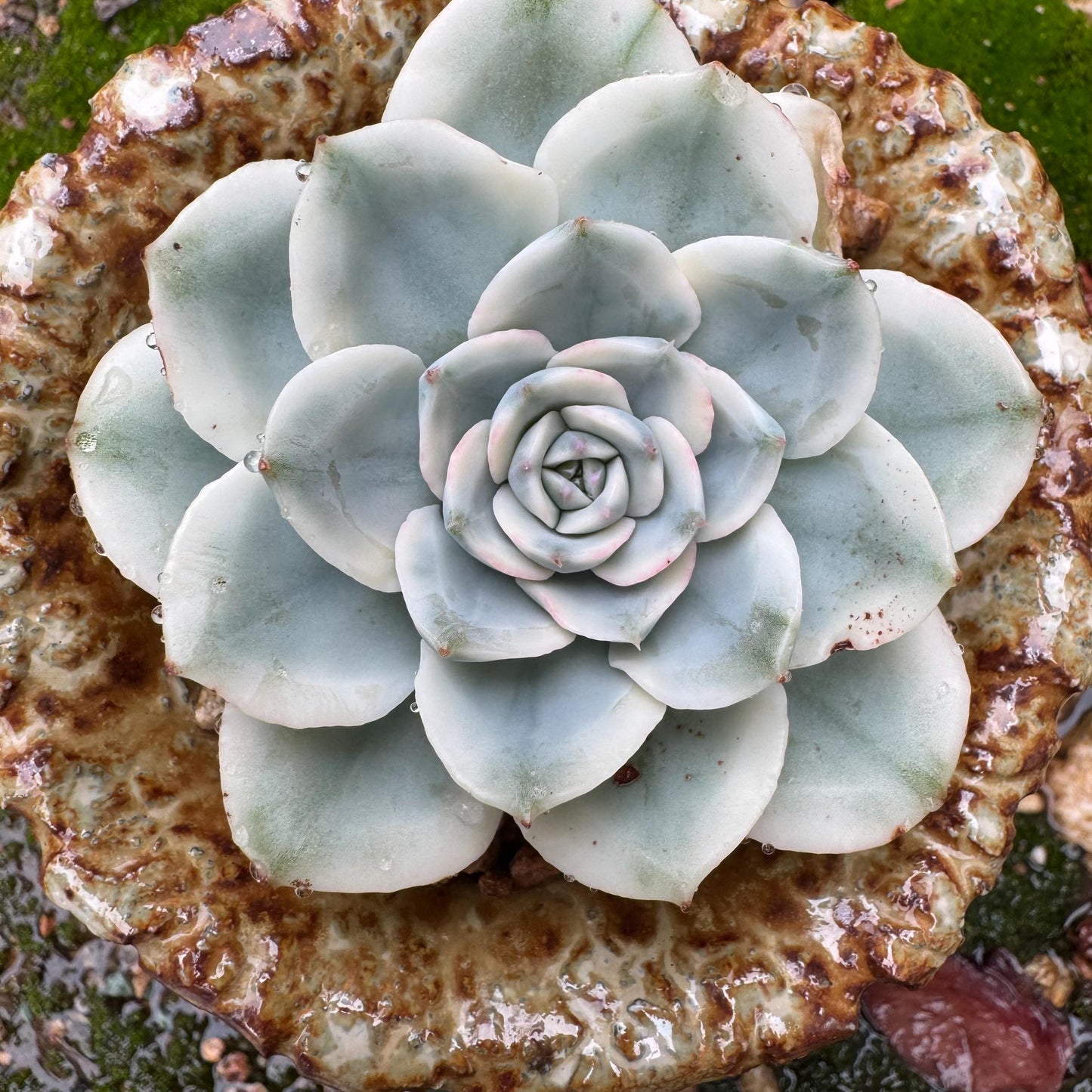 Echeveria 'Atlantis variegated' , single head,   high quality, 2.4inches , Imported Rare Succulent, live plant, gift