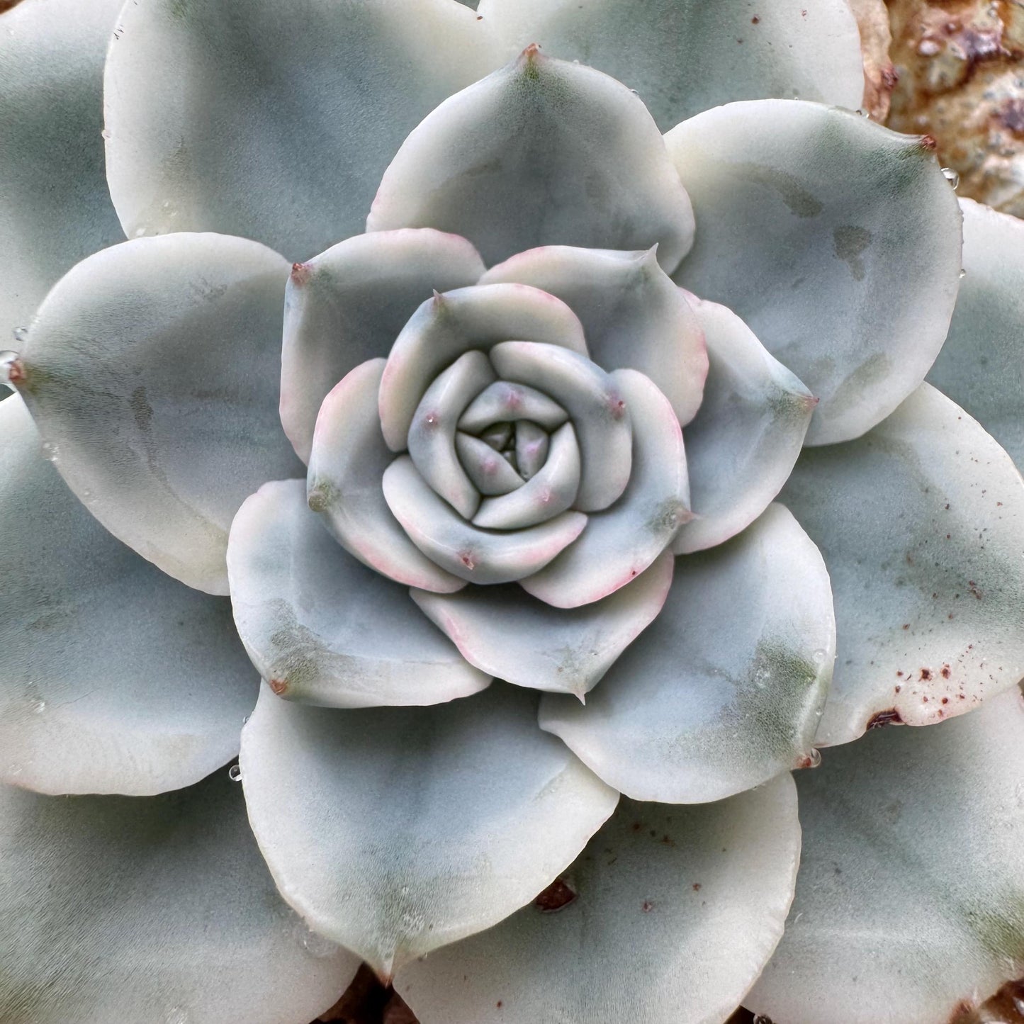 Echeveria 'Atlantis variegated' , single head,   high quality, 2.4inches , Imported Rare Succulent, live plant, gift