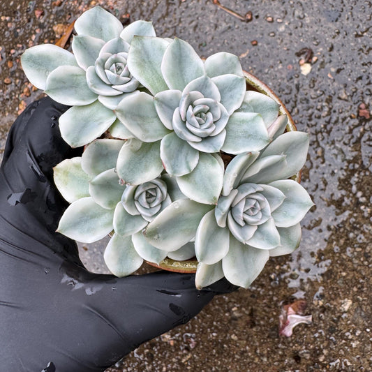 Echeveria 'Atlantis variegated' clustet , 4 heads,   high quality, 3.2inches , Imported Rare Succulent, live plant, gift