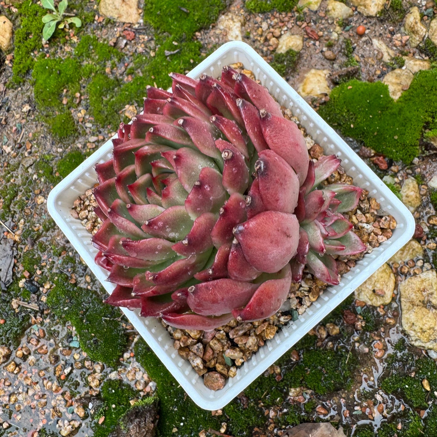 Echeveria  'red sunset', 2heads,  3.8inches ,  great quality,  Bare Root, Imported Rare Succulent, gift