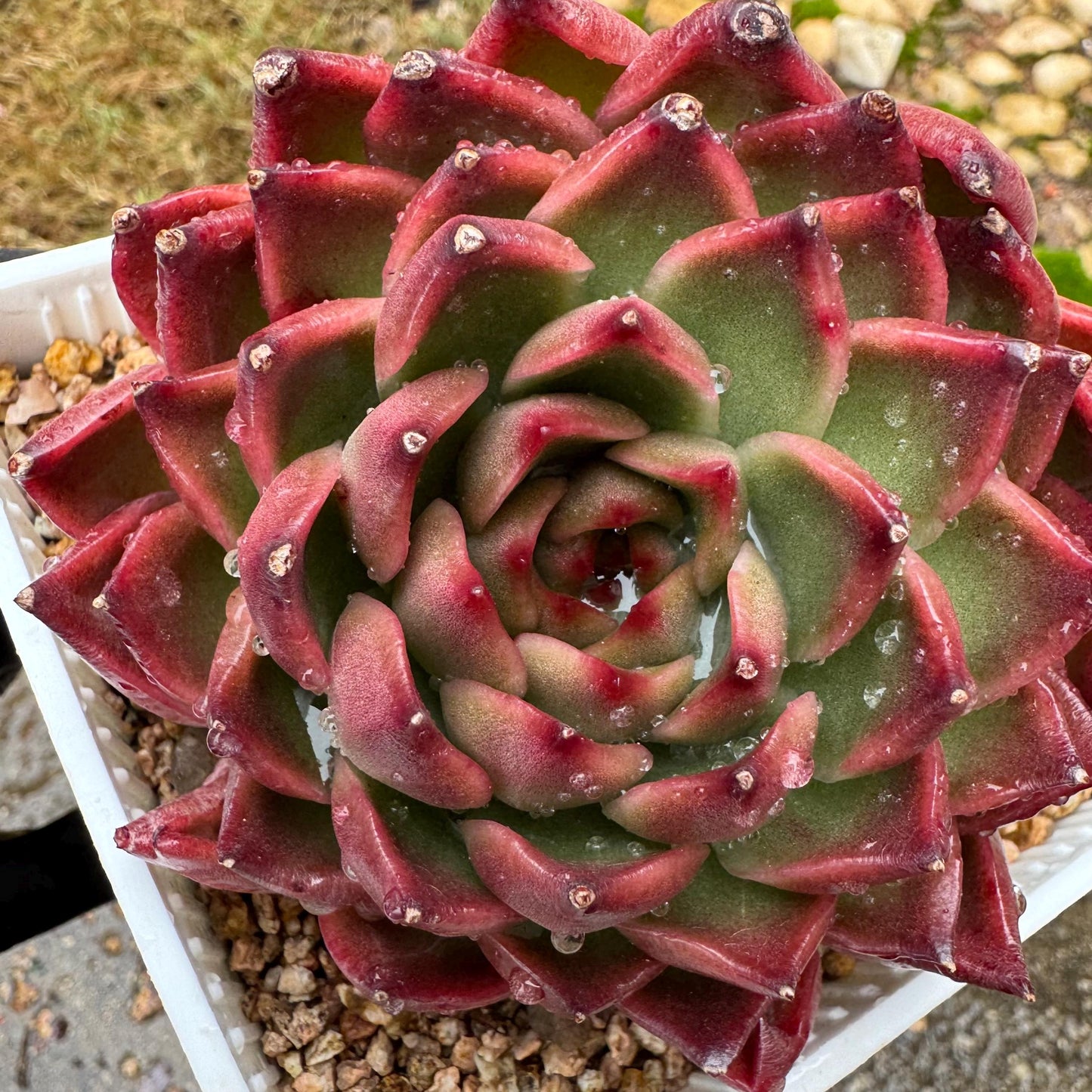 Echeveria  'red sunset', 2heads,  3.8inches ,  great quality,  Bare Root, Imported Rare Succulent, gift