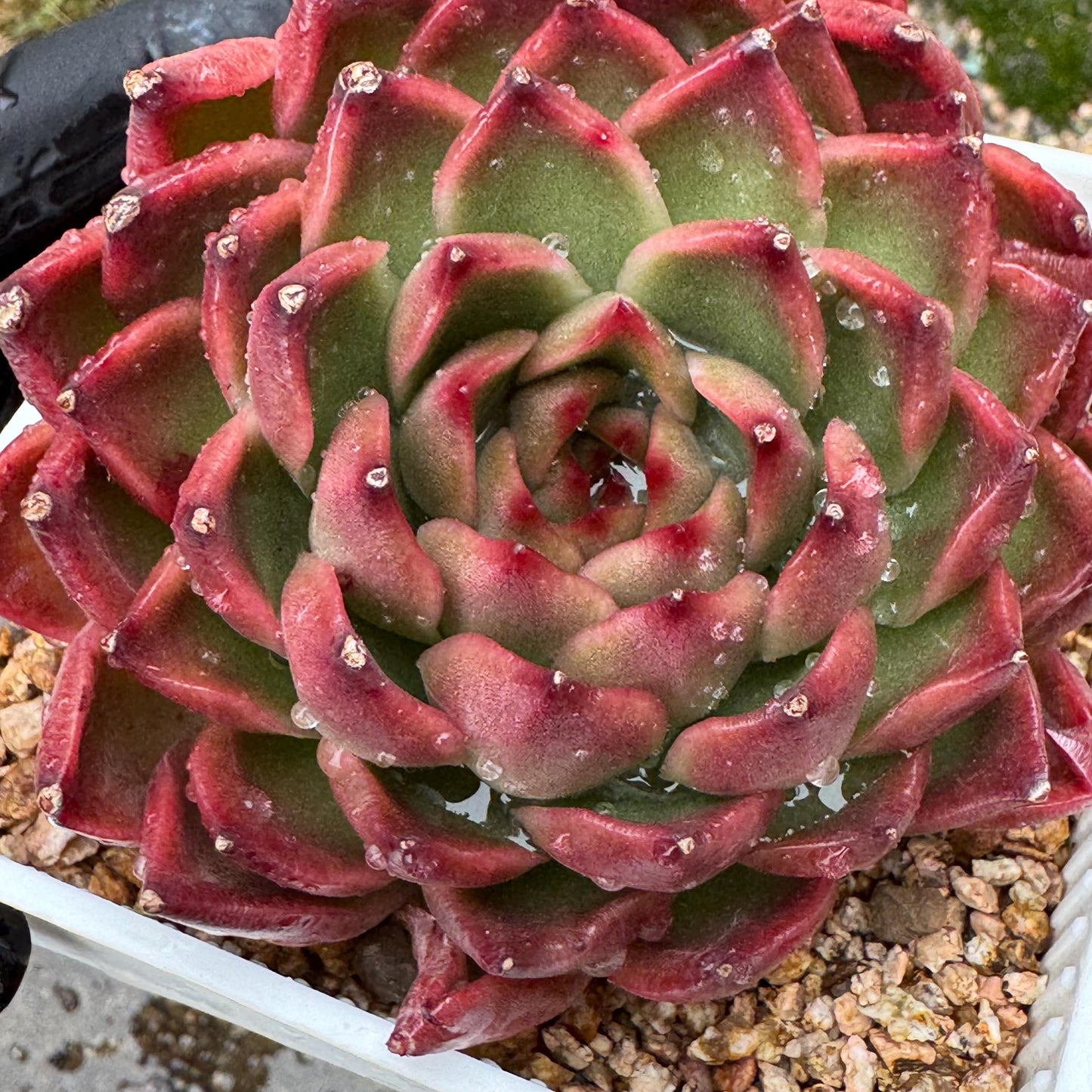 Echeveria  'red sunset', 2heads,  3.8inches ,  great quality,  Bare Root, Imported Rare Succulent, gift