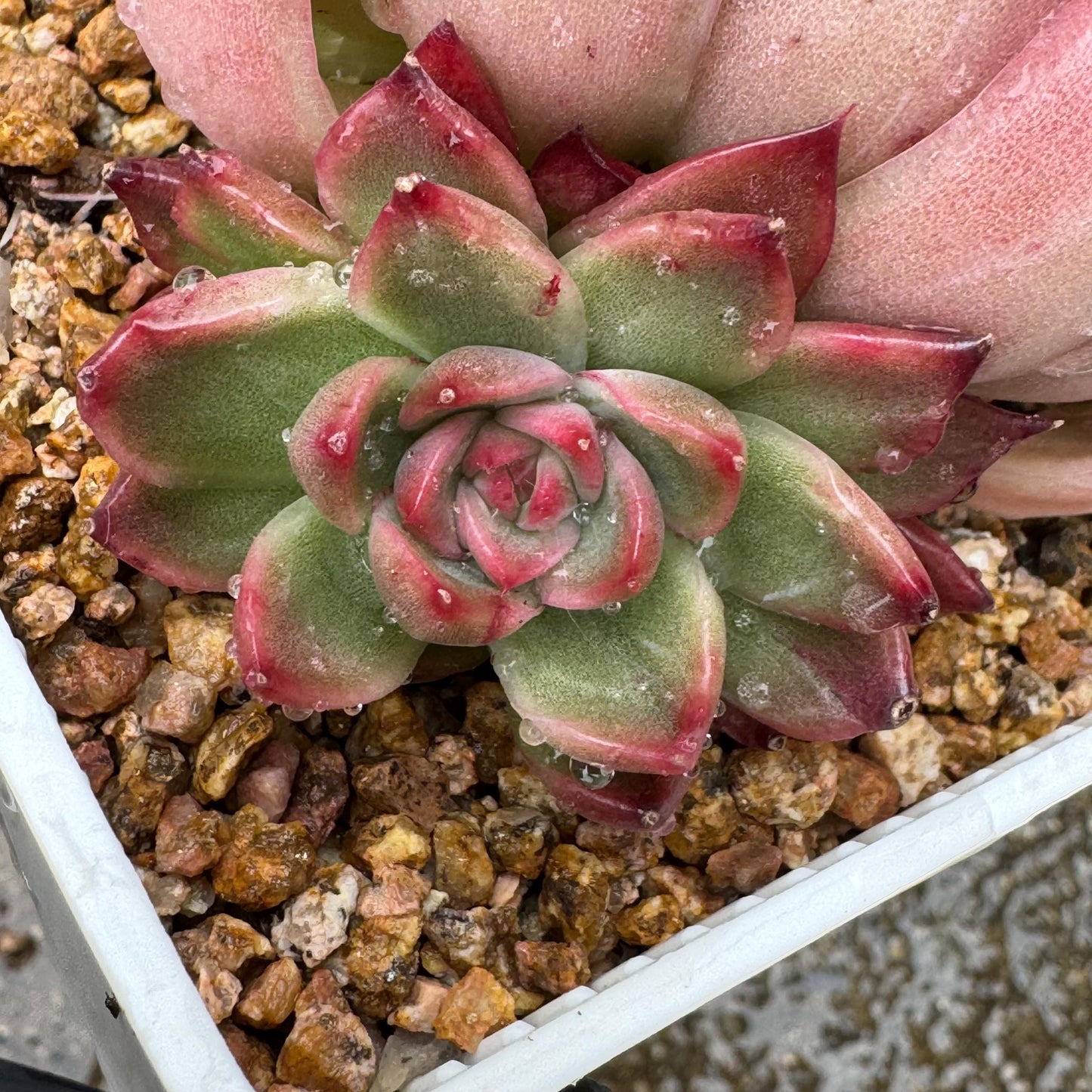 Echeveria  'red sunset', 2heads,  3.8inches ,  great quality,  Bare Root, Imported Rare Succulent, gift