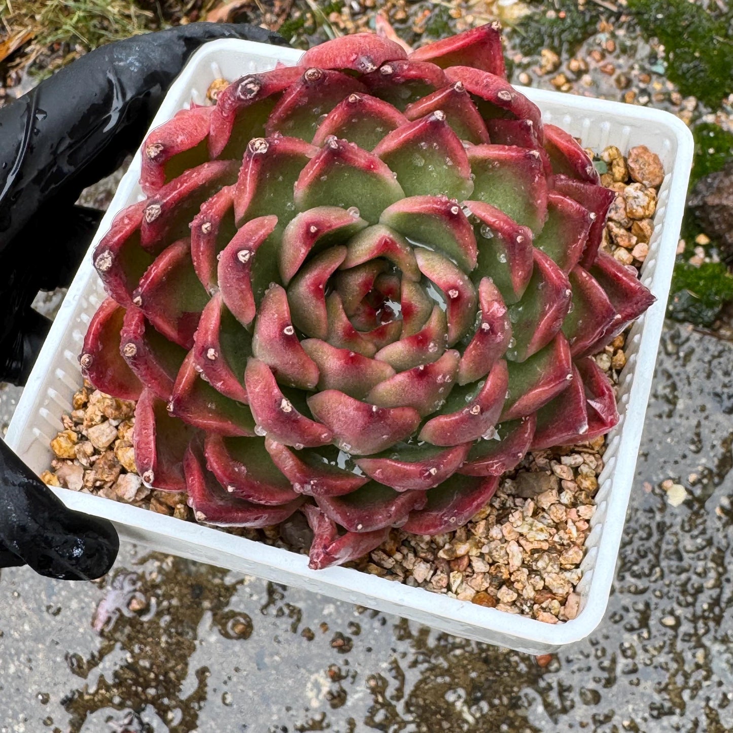 Echeveria  'red sunset', 2heads,  3.8inches ,  great quality,  Bare Root, Imported Rare Succulent, gift