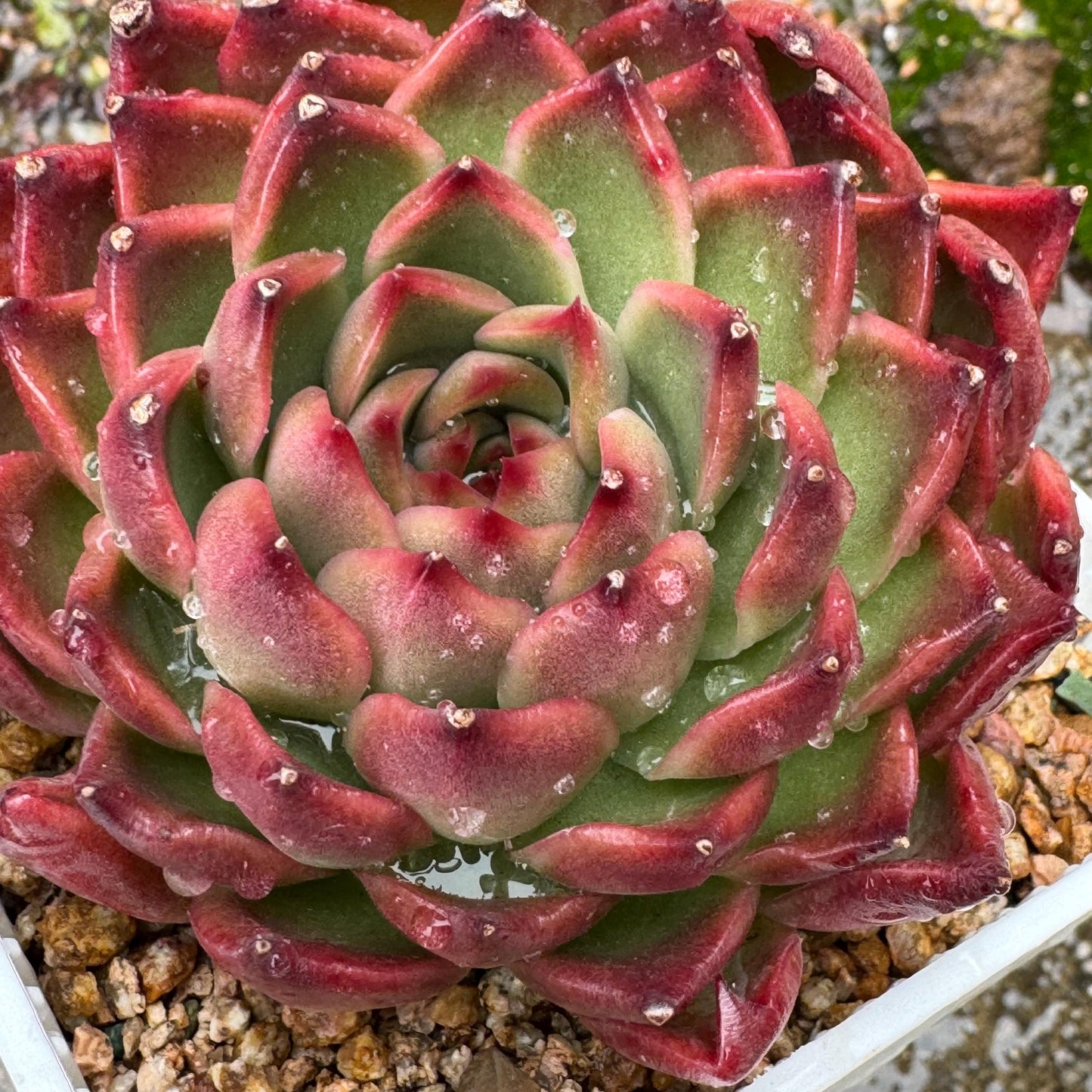 Echeveria  'red sunset', 2heads,  3.8inches ,  great quality,  Bare Root, Imported Rare Succulent, gift