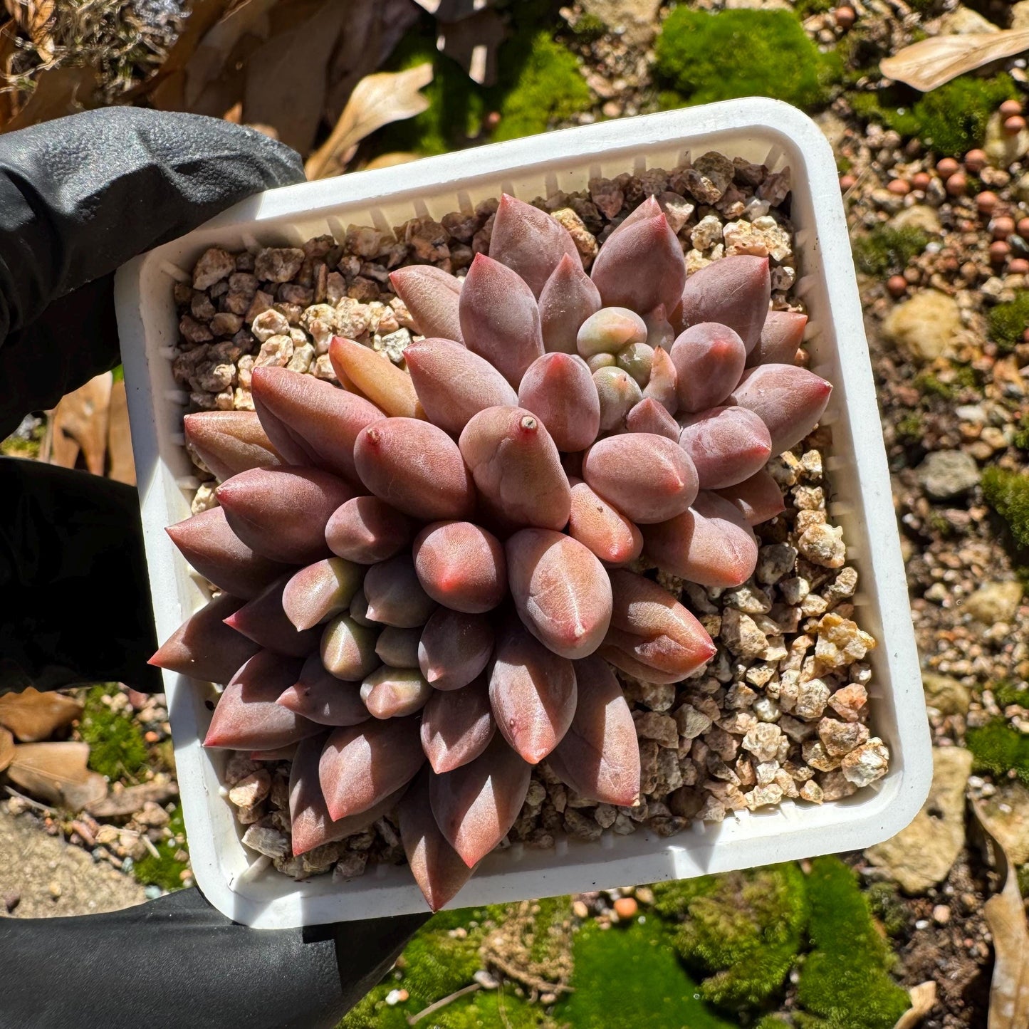 Graptopetalum' Meteor Beauty' , small  2 heads, 2.7 inches, bare Root, Imported Rare Succulent, live plant