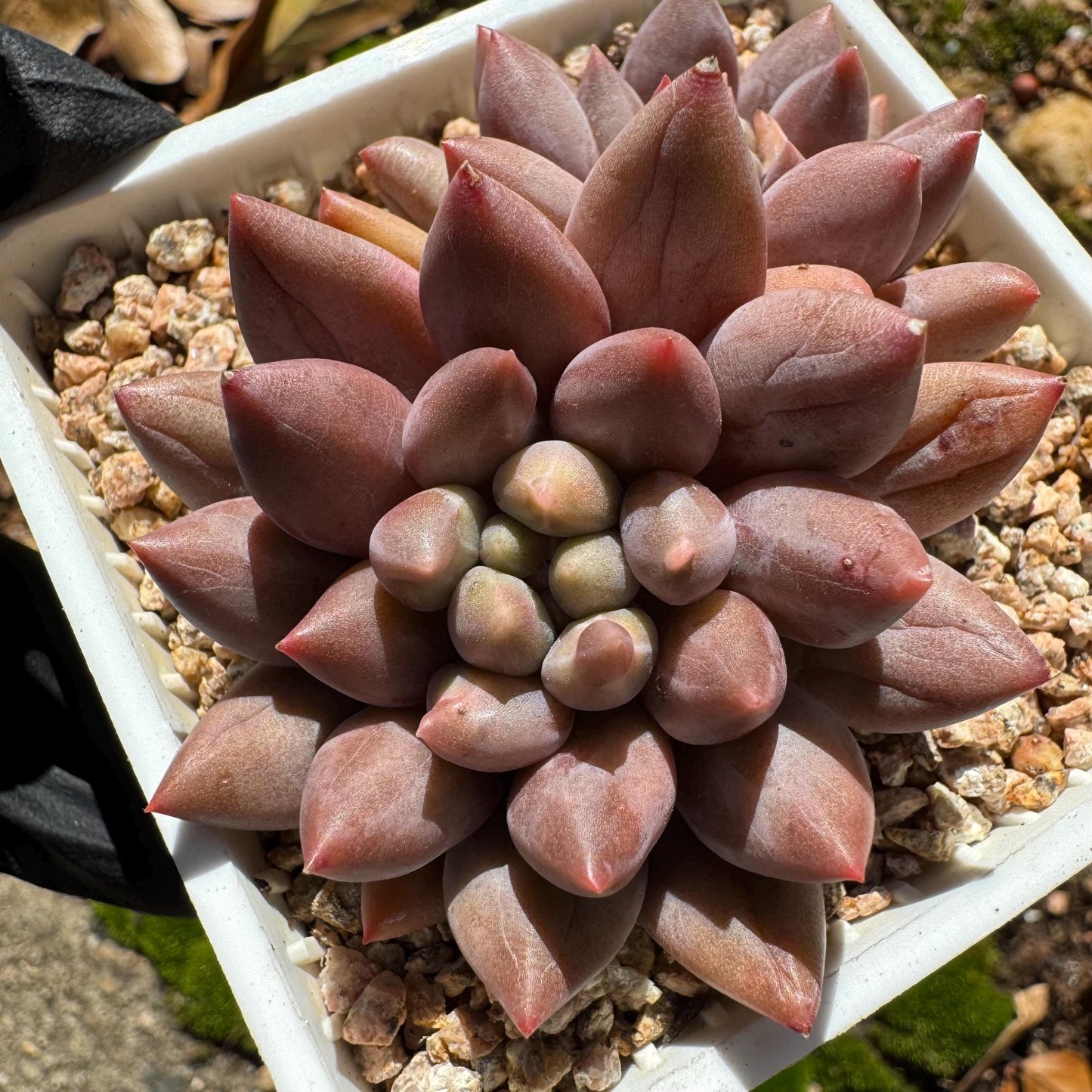 Graptopetalum' Meteor Beauty' , small  2 heads, 2.7 inches, bare Root, Imported Rare Succulent, live plant