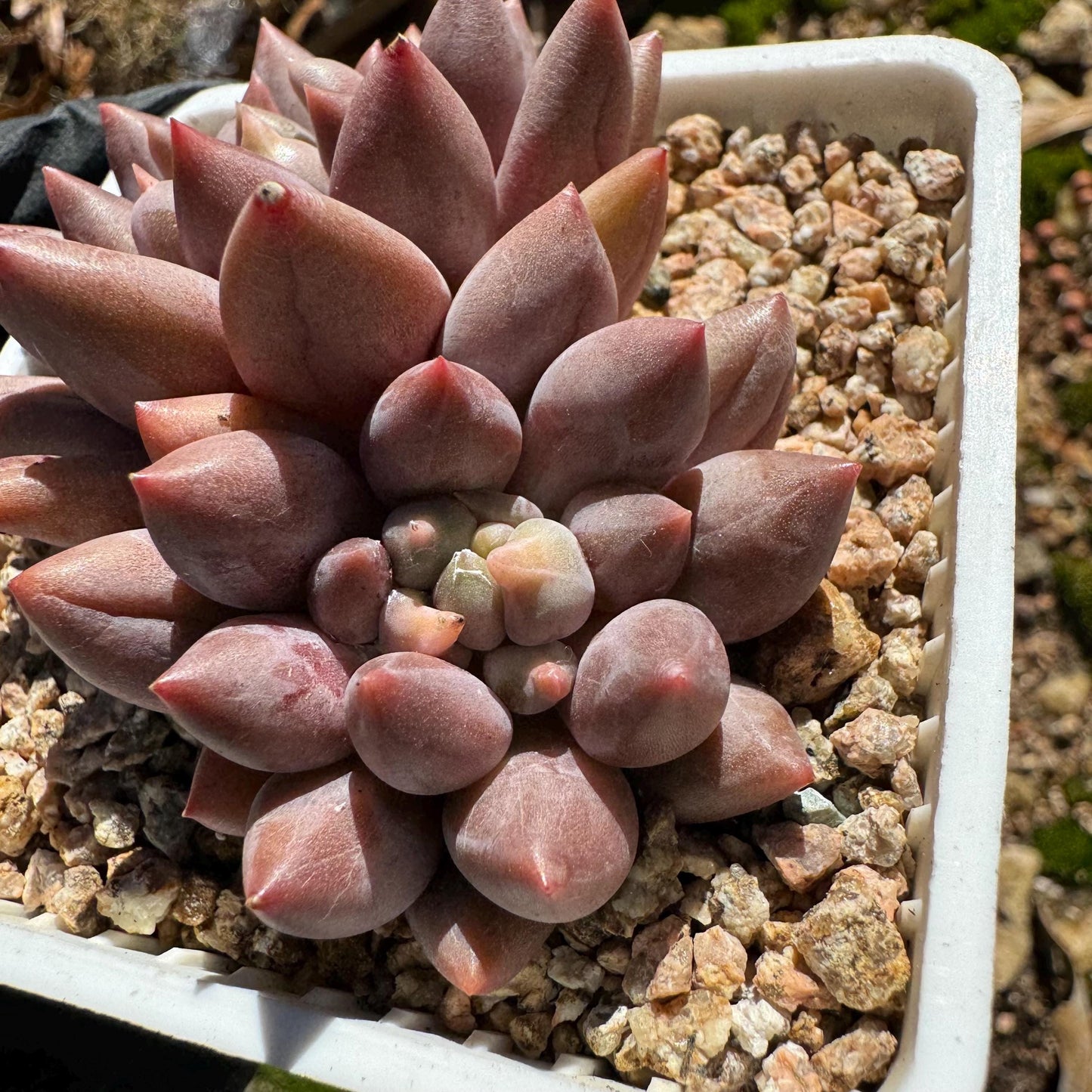 Graptopetalum' Meteor Beauty' , small  2 heads, 2.7 inches, bare Root, Imported Rare Succulent, live plant