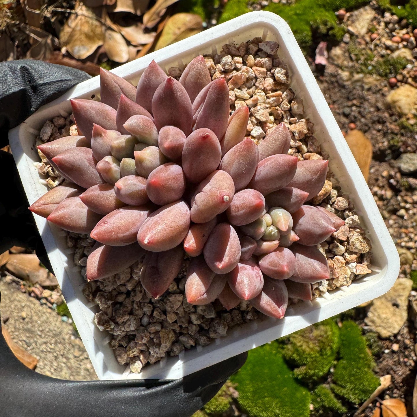 Graptopetalum' Meteor Beauty' , small  2 heads, 2.7 inches, bare Root, Imported Rare Succulent, live plant