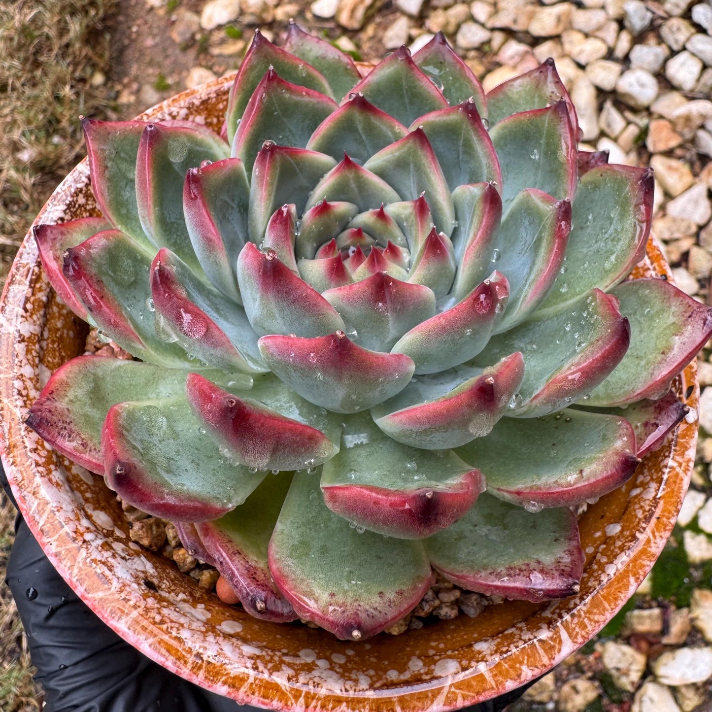 Echeveria ‘Moonstone’ , high quality ,  single head, 3.6inches, nice color, Bare Root, Imported Rare Succulent, gift, live plant