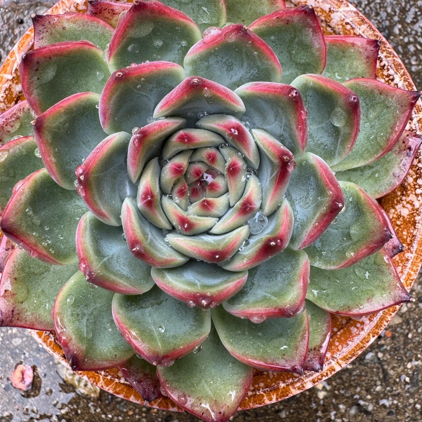 Echeveria ‘Moonstone’ , high quality ,  single head, 3.6inches, nice color, Bare Root, Imported Rare Succulent, gift, live plant