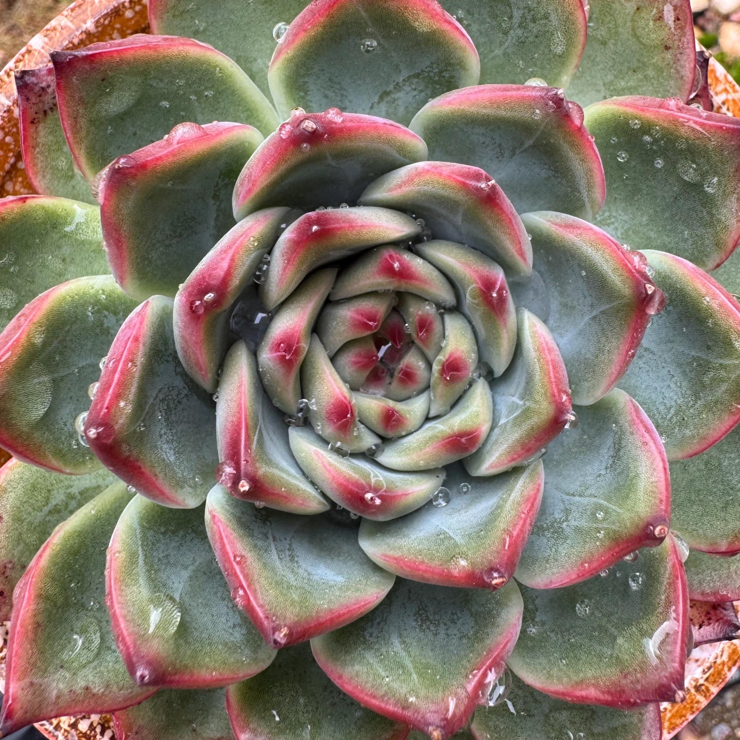 Echeveria ‘Moonstone’ , high quality ,  single head, 3.6inches, nice color, Bare Root, Imported Rare Succulent, gift, live plant