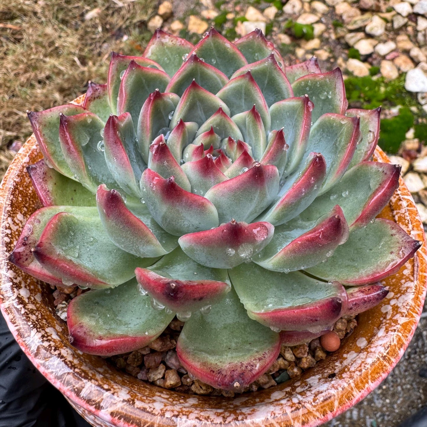 Echeveria ‘Moonstone’ , high quality ,  single head, 3.6inches, nice color, Bare Root, Imported Rare Succulent, gift, live plant