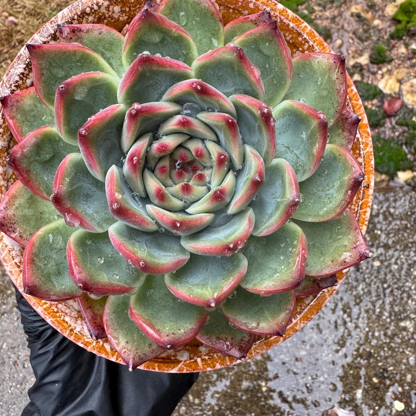 Echeveria ‘Moonstone’ , high quality ,  single head, 3.6inches, nice color, Bare Root, Imported Rare Succulent, gift, live plant