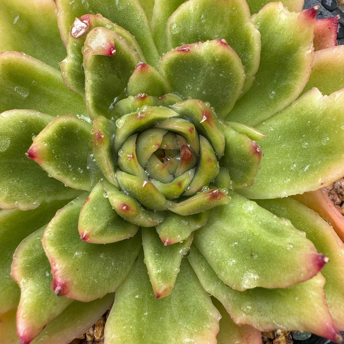 New! Echeveria  ‘spring rain ’ , big single head,   high quality, 3.8inches, Imported Rare Succulent, live plant, gift