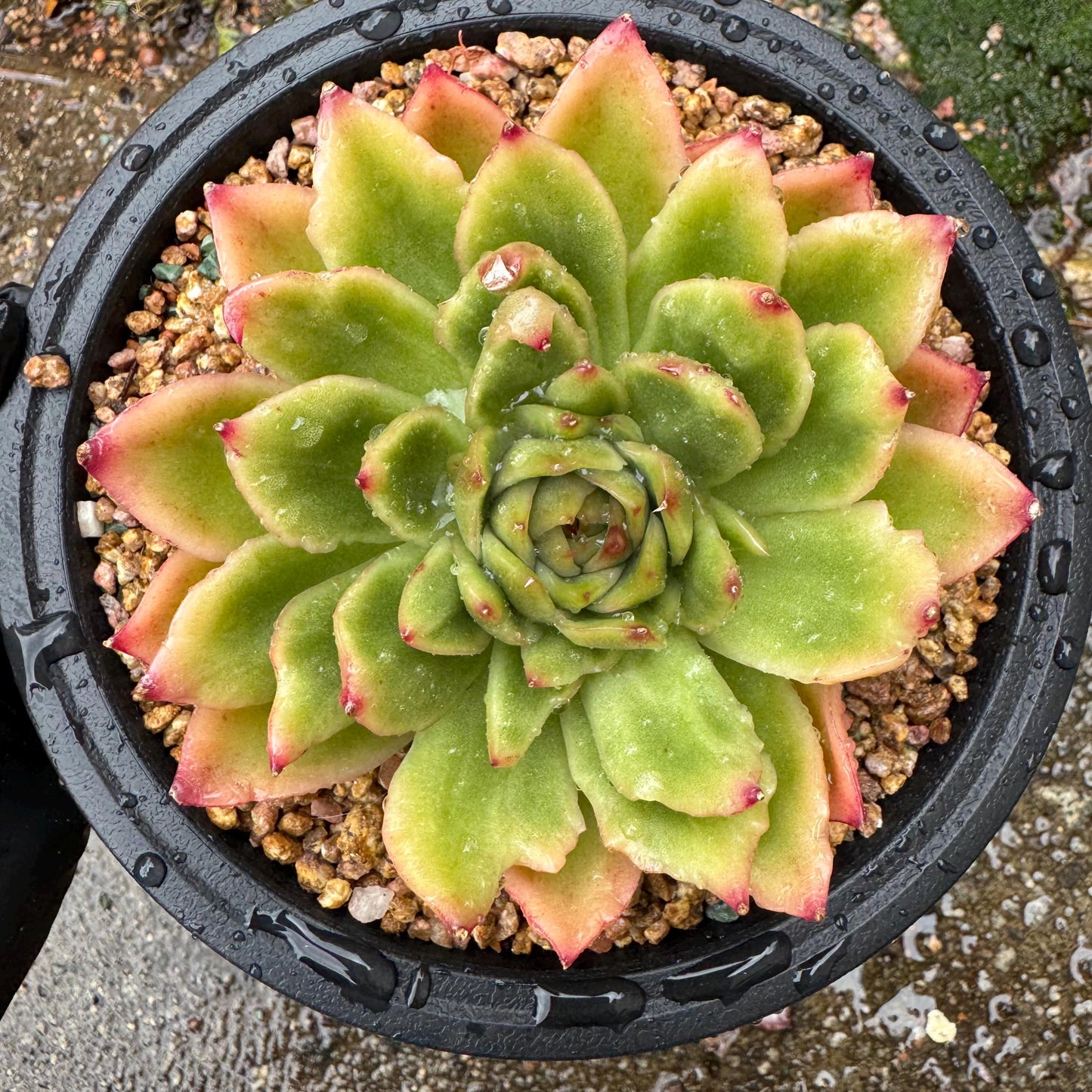 New! Echeveria  ‘spring rain ’ , big single head,   high quality, 3.8inches, Imported Rare Succulent, live plant, gift