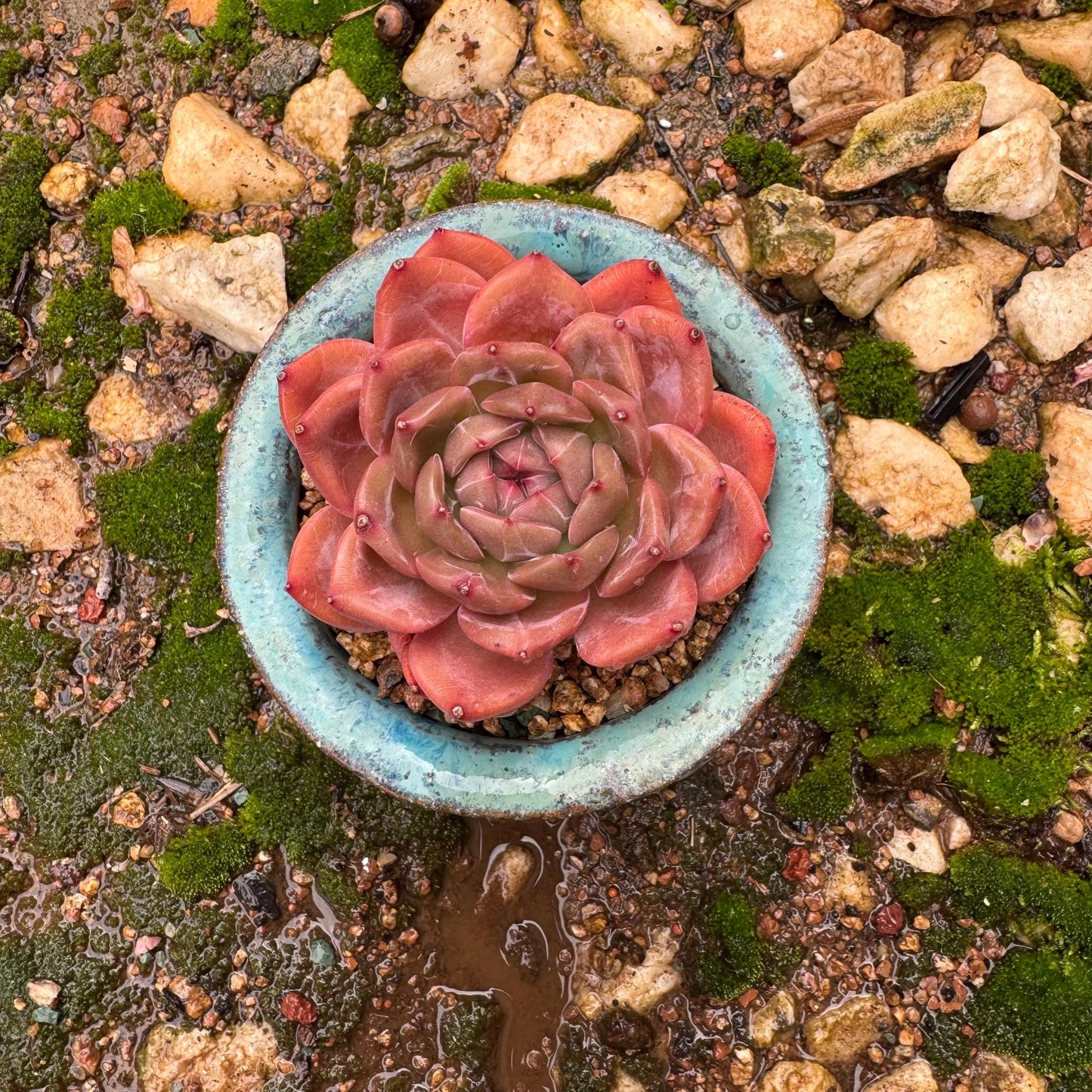 Echeveria 'champagne’,  single head, 2.2inches, high quality, nice color, Bare Root, Imported Rare Succulent