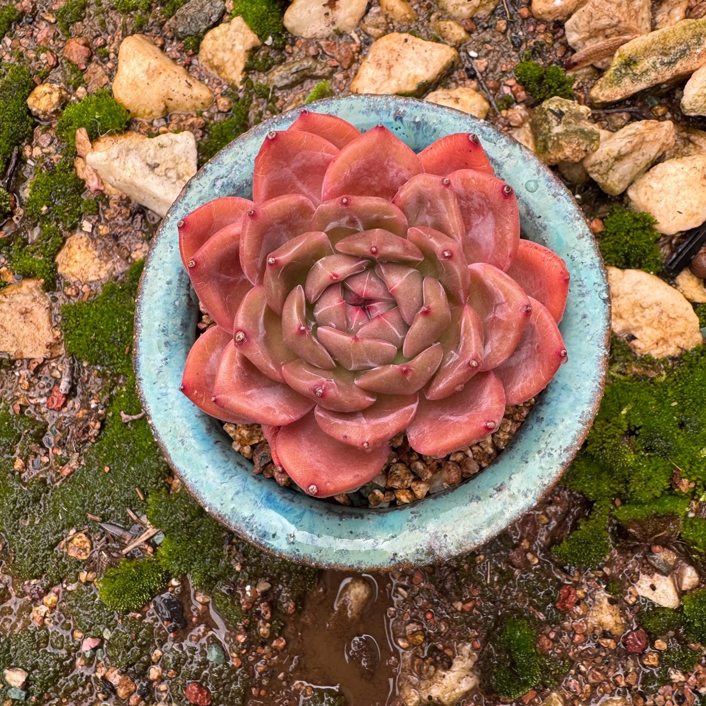 Echeveria 'champagne’,  single head, 2.2inches, high quality, nice color, Bare Root, Imported Rare Succulent