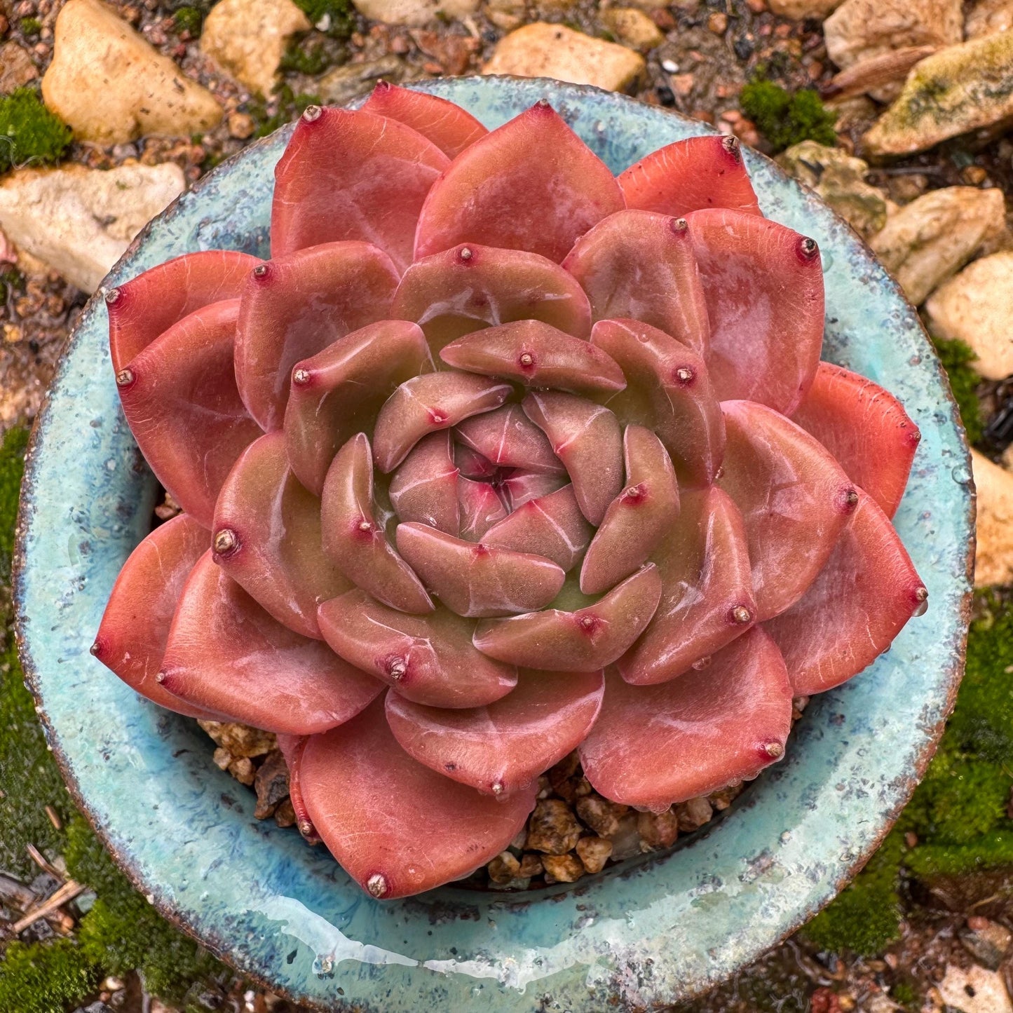 Echeveria 'champagne’,  single head, 2.2inches, high quality, nice color, Bare Root, Imported Rare Succulent