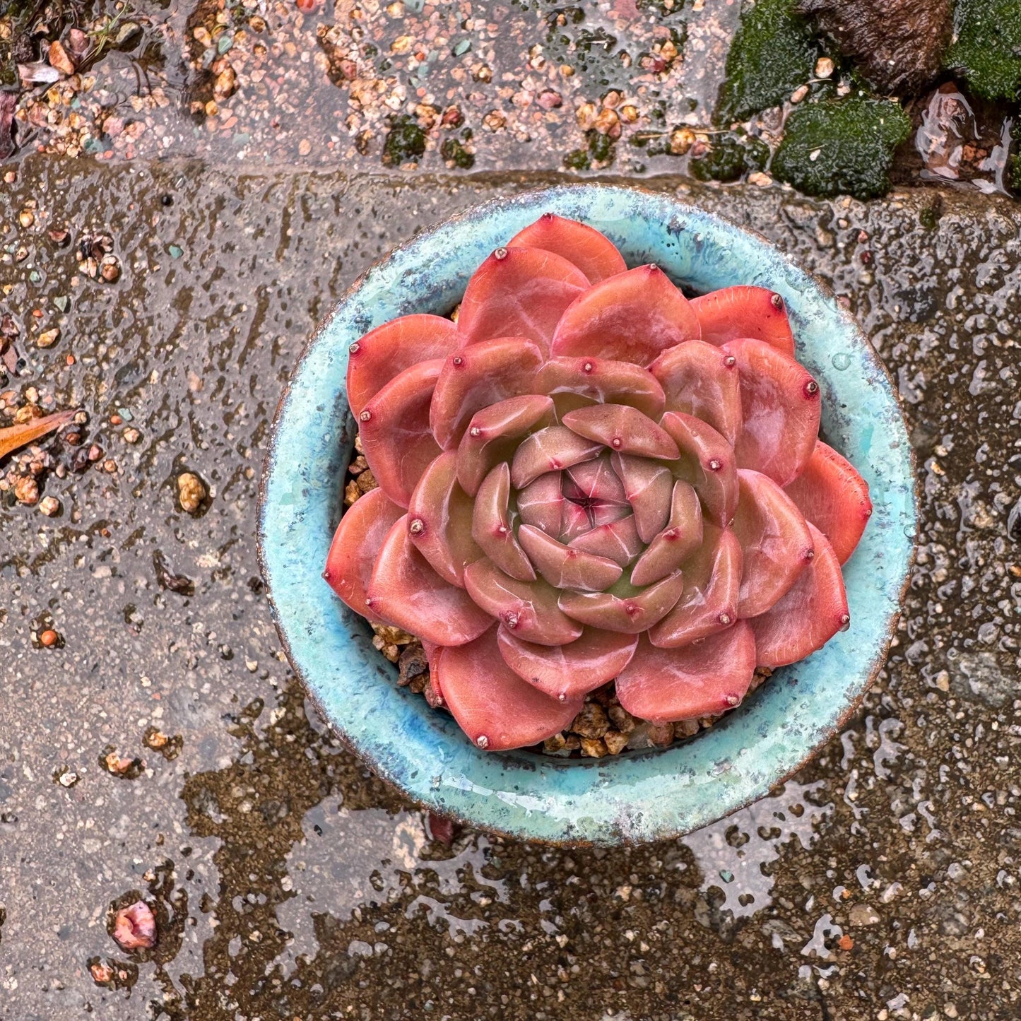 Echeveria 'champagne’,  single head, 2.2inches, high quality, nice color, Bare Root, Imported Rare Succulent