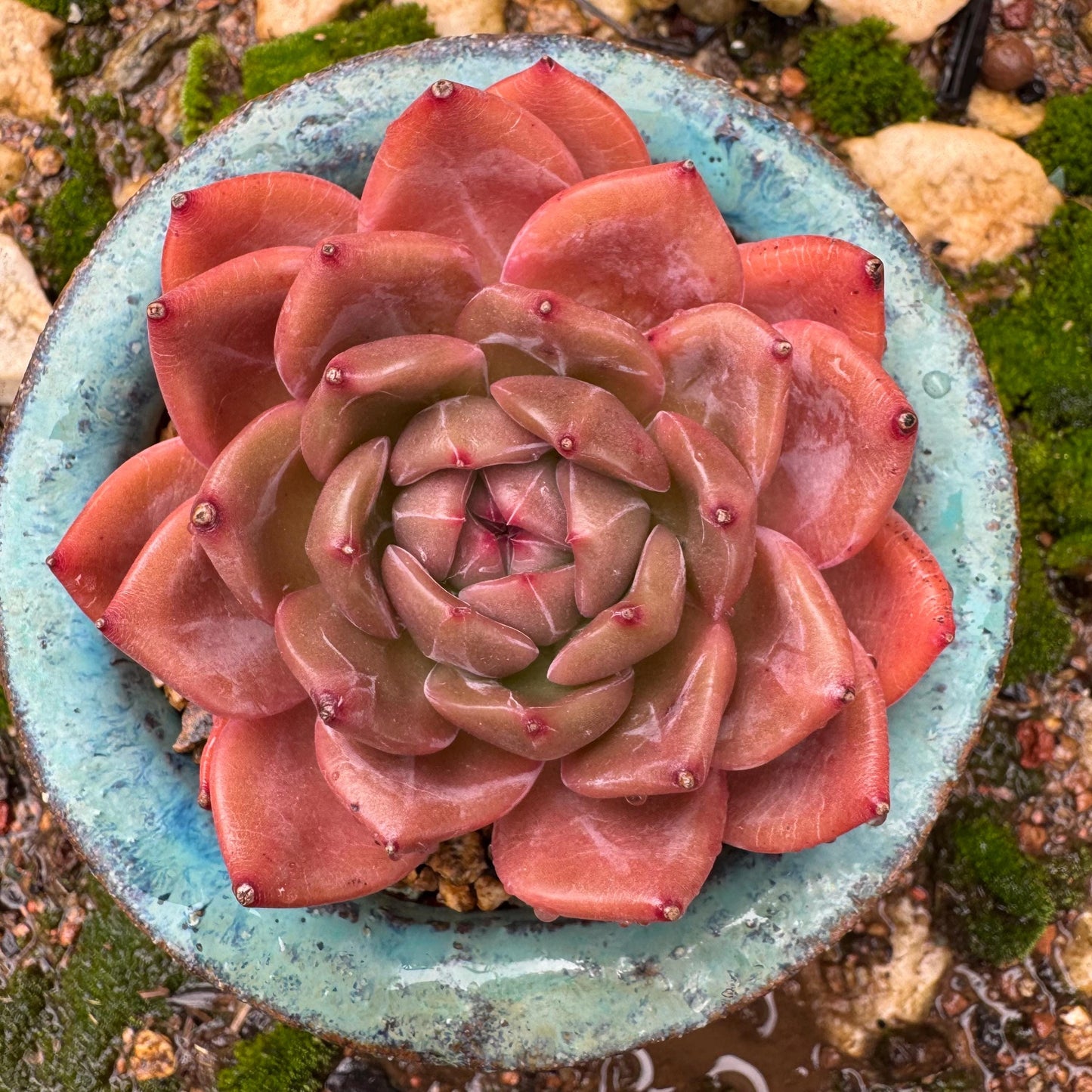 Echeveria 'champagne’,  single head, 2.2inches, high quality, nice color, Bare Root, Imported Rare Succulent