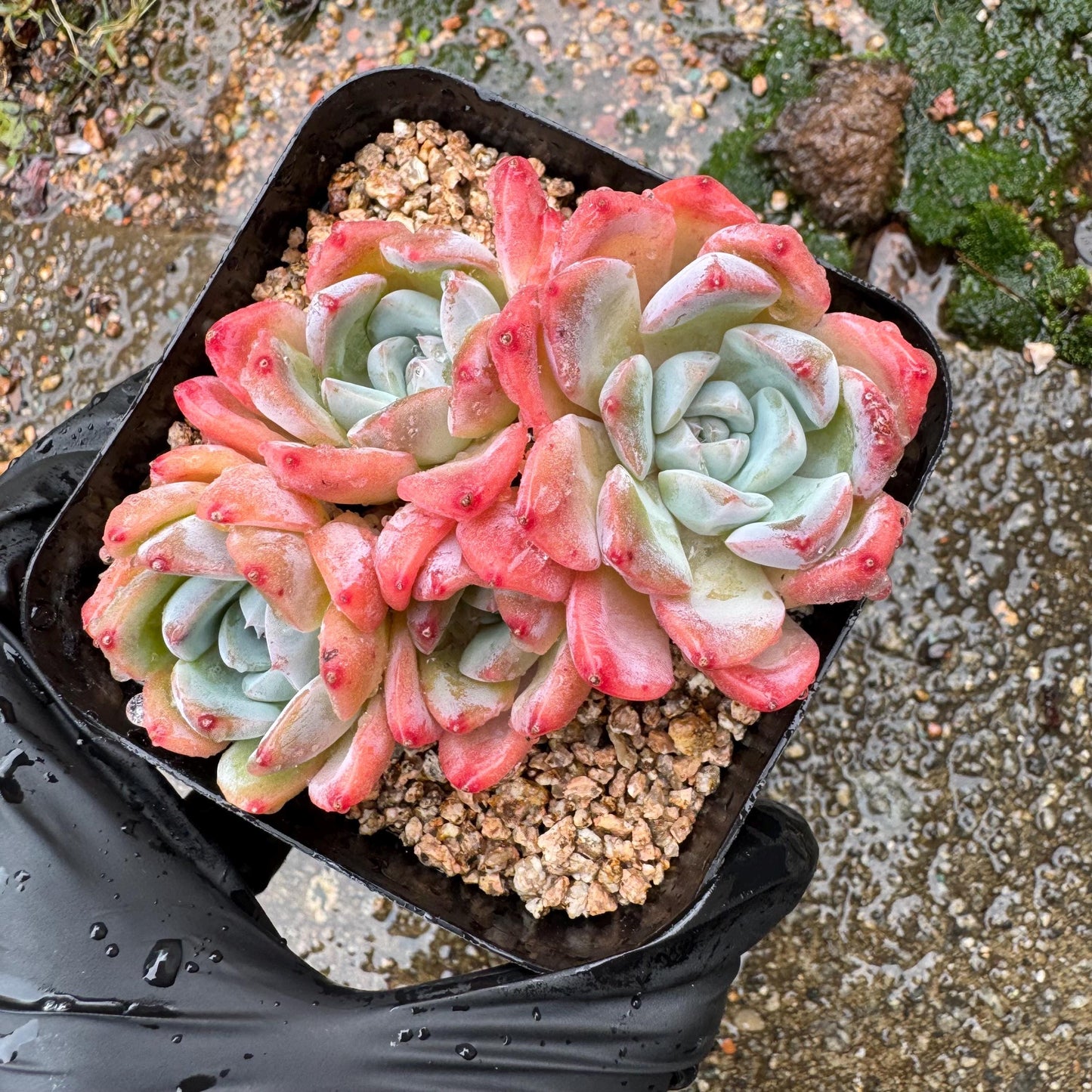 Echeveria' Alba Beauty sp. ', 4heads,   3.3inches, nice color, great quality,  Bare Root, Imported Rare Succulent, gift