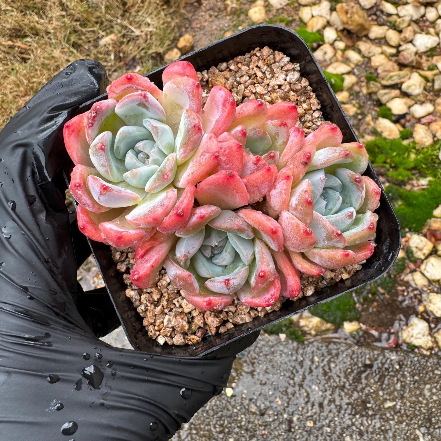 Echeveria' Alba Beauty sp. ', 4heads,   3.3inches, nice color, great quality,  Bare Root, Imported Rare Succulent, gift