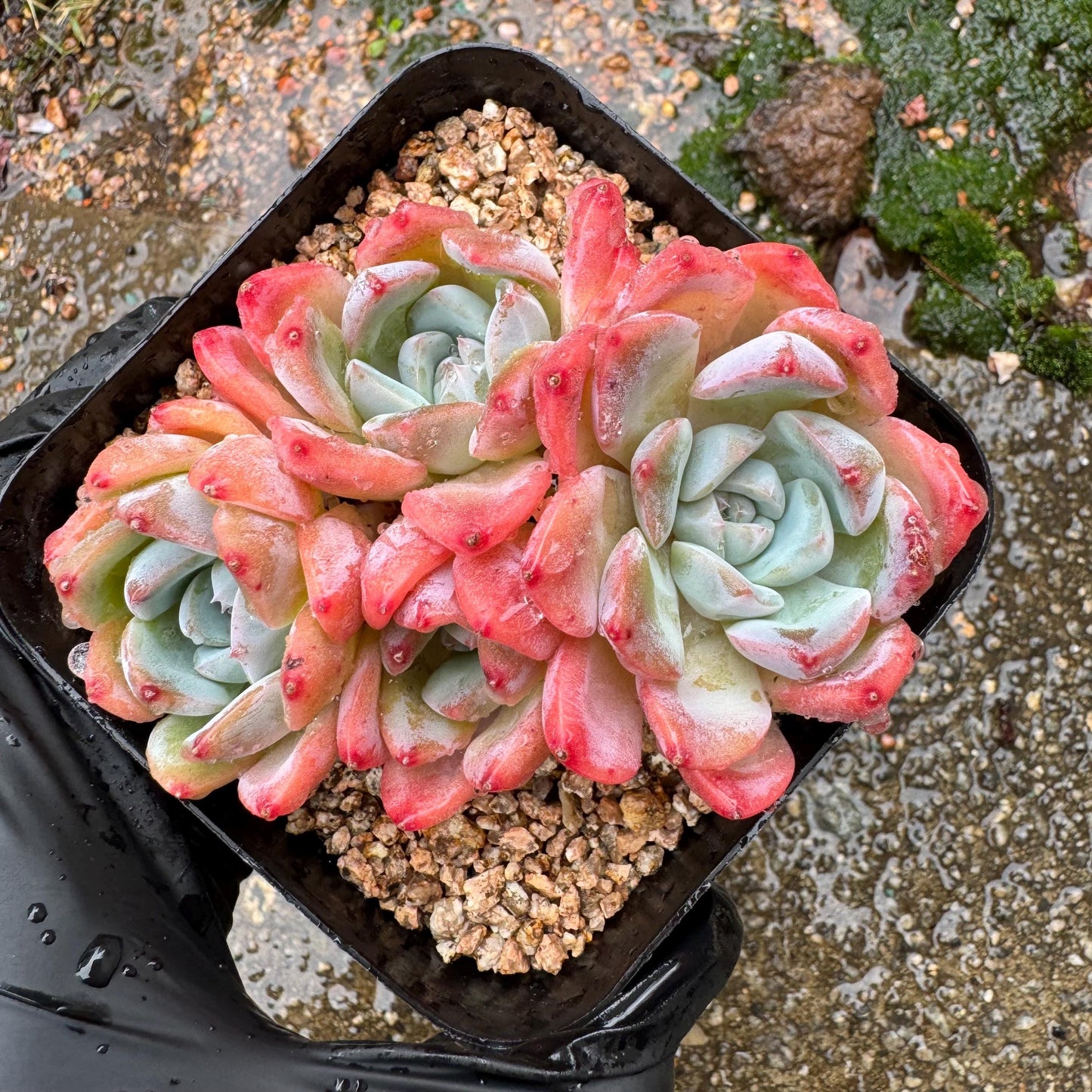 Echeveria' Alba Beauty sp. ', 4heads,   3.3inches, nice color, great quality,  Bare Root, Imported Rare Succulent, gift