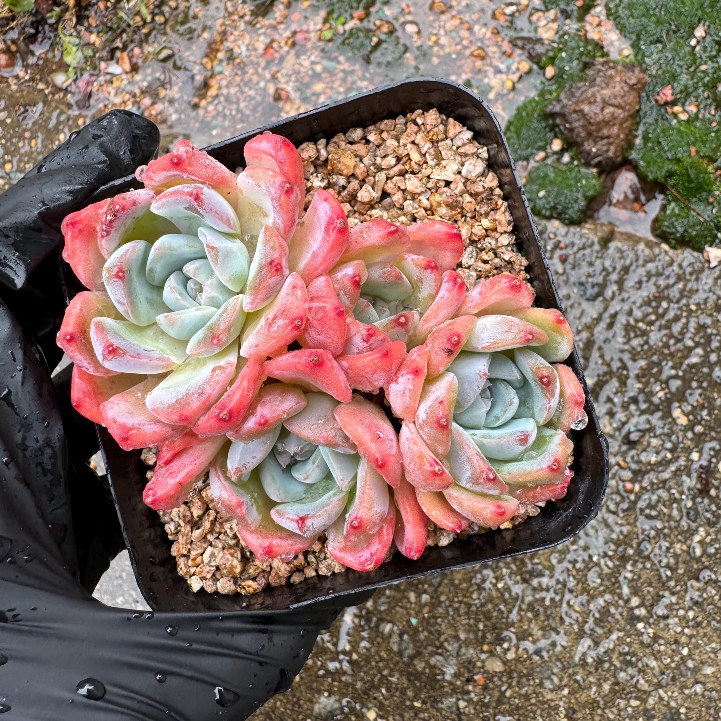 Echeveria' Alba Beauty sp. ', 4heads,   3.3inches, nice color, great quality,  Bare Root, Imported Rare Succulent, gift