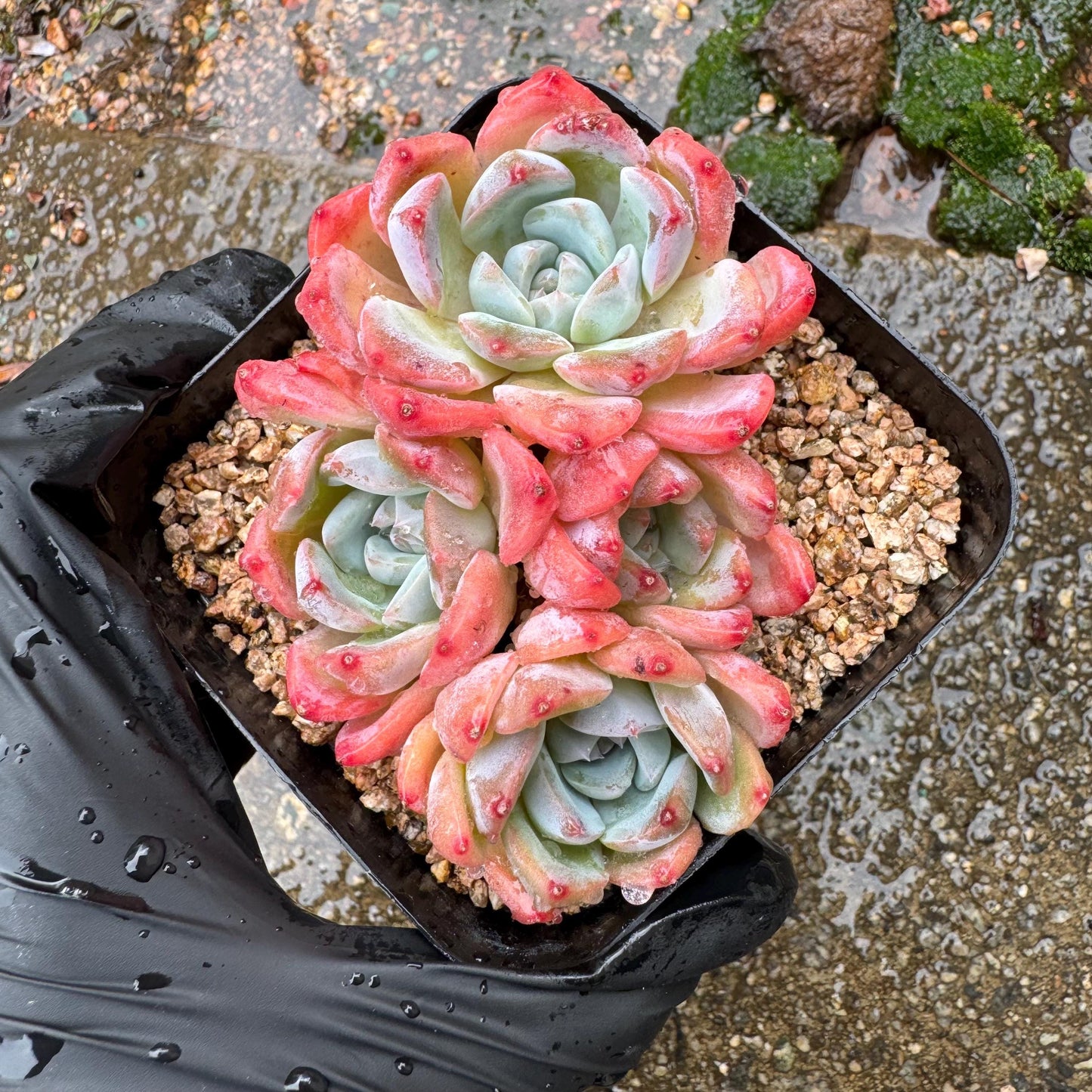 Echeveria' Alba Beauty sp. ', 4heads,   3.3inches, nice color, great quality,  Bare Root, Imported Rare Succulent, gift