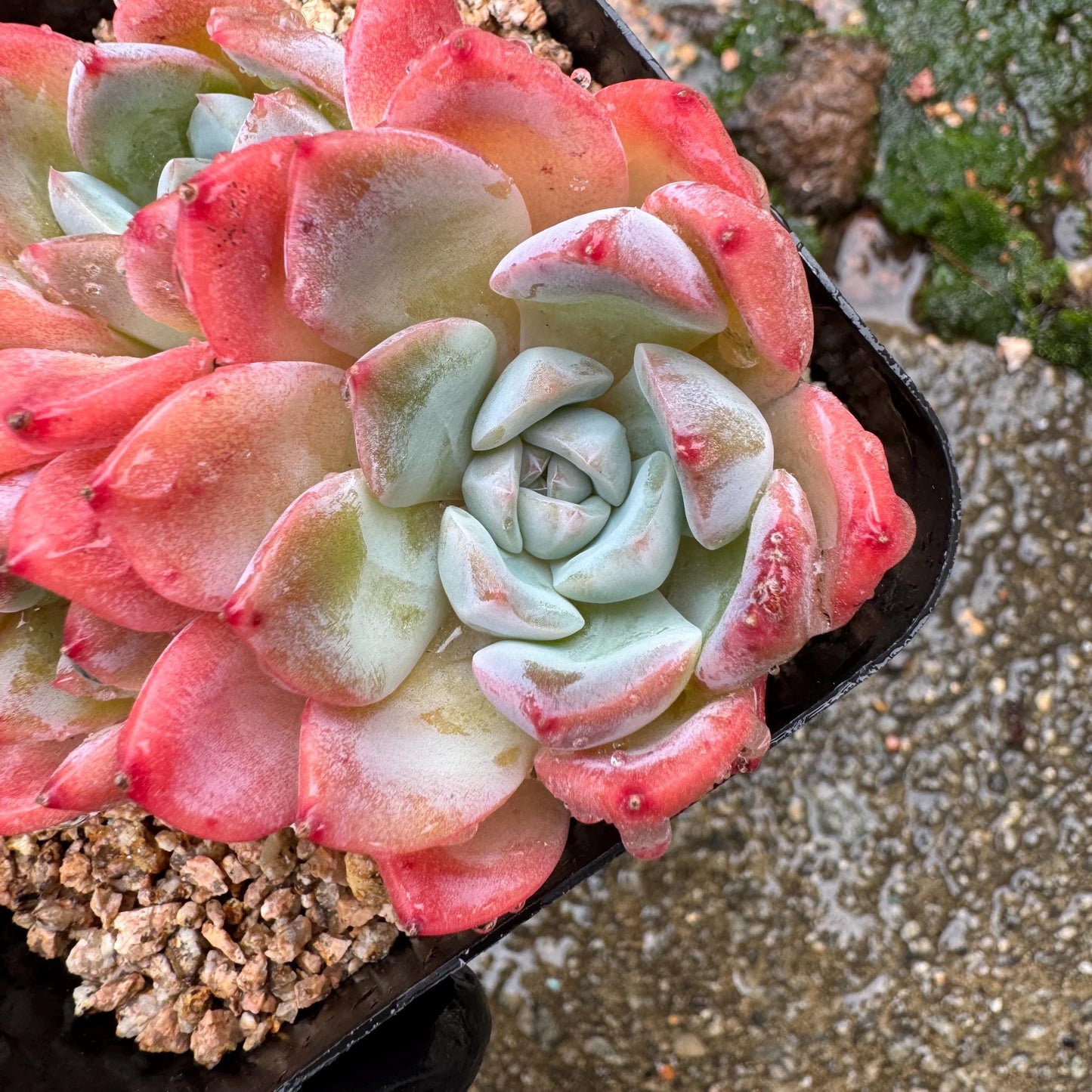 Echeveria' Alba Beauty sp. ', 4heads,   3.3inches, nice color, great quality,  Bare Root, Imported Rare Succulent, gift