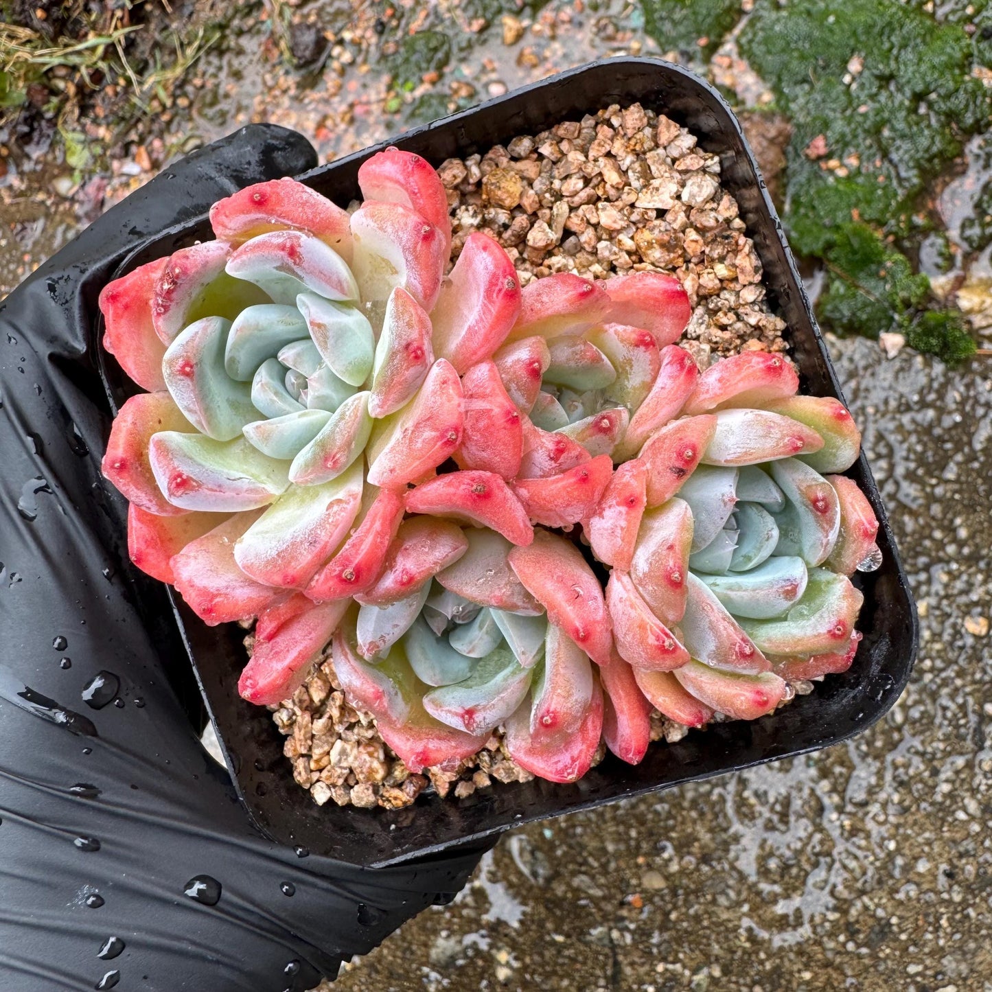 Echeveria' Alba Beauty sp. ', 4heads,   3.3inches, nice color, great quality,  Bare Root, Imported Rare Succulent, gift