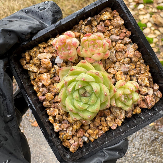 Echeveria  'malgan sp', tiny cluster, 4heads, 2.3inches,  great quality,  Bare Root, Imported Rare Succulent, gift