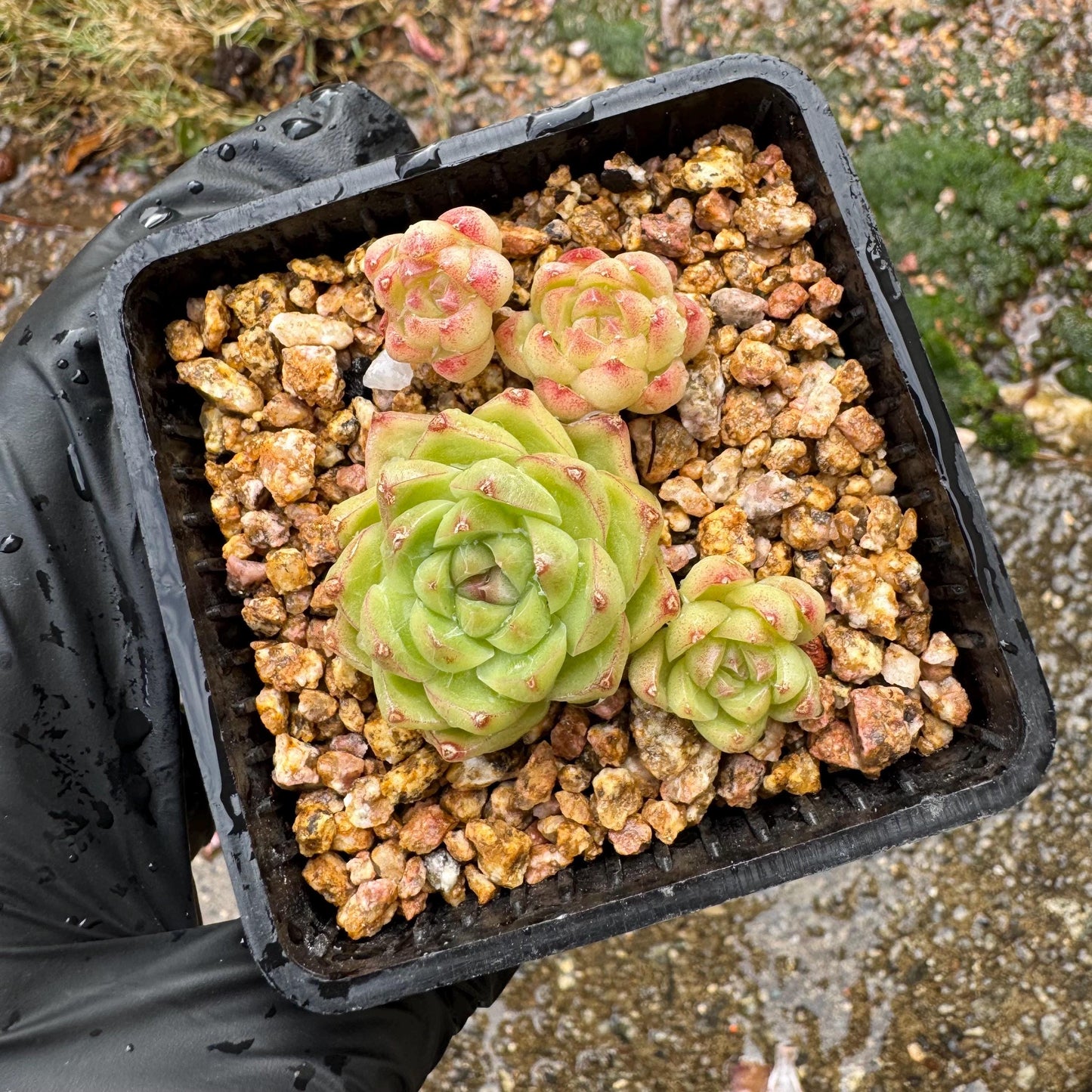 Echeveria  'malgan sp', tiny cluster, 4heads, 2.3inches,  great quality,  Bare Root, Imported Rare Succulent, gift