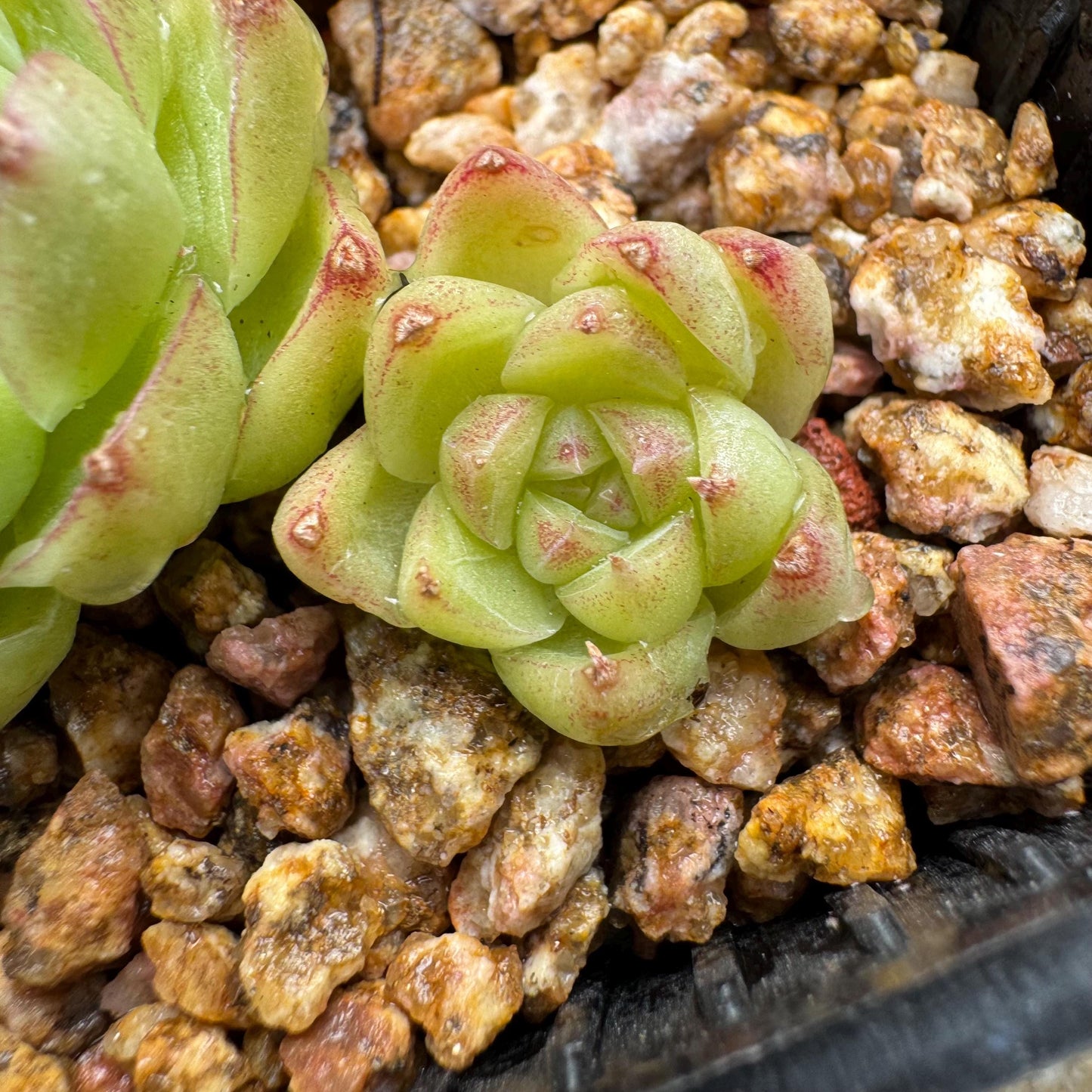 Echeveria  'malgan sp', tiny cluster, 4heads, 2.3inches,  great quality,  Bare Root, Imported Rare Succulent, gift