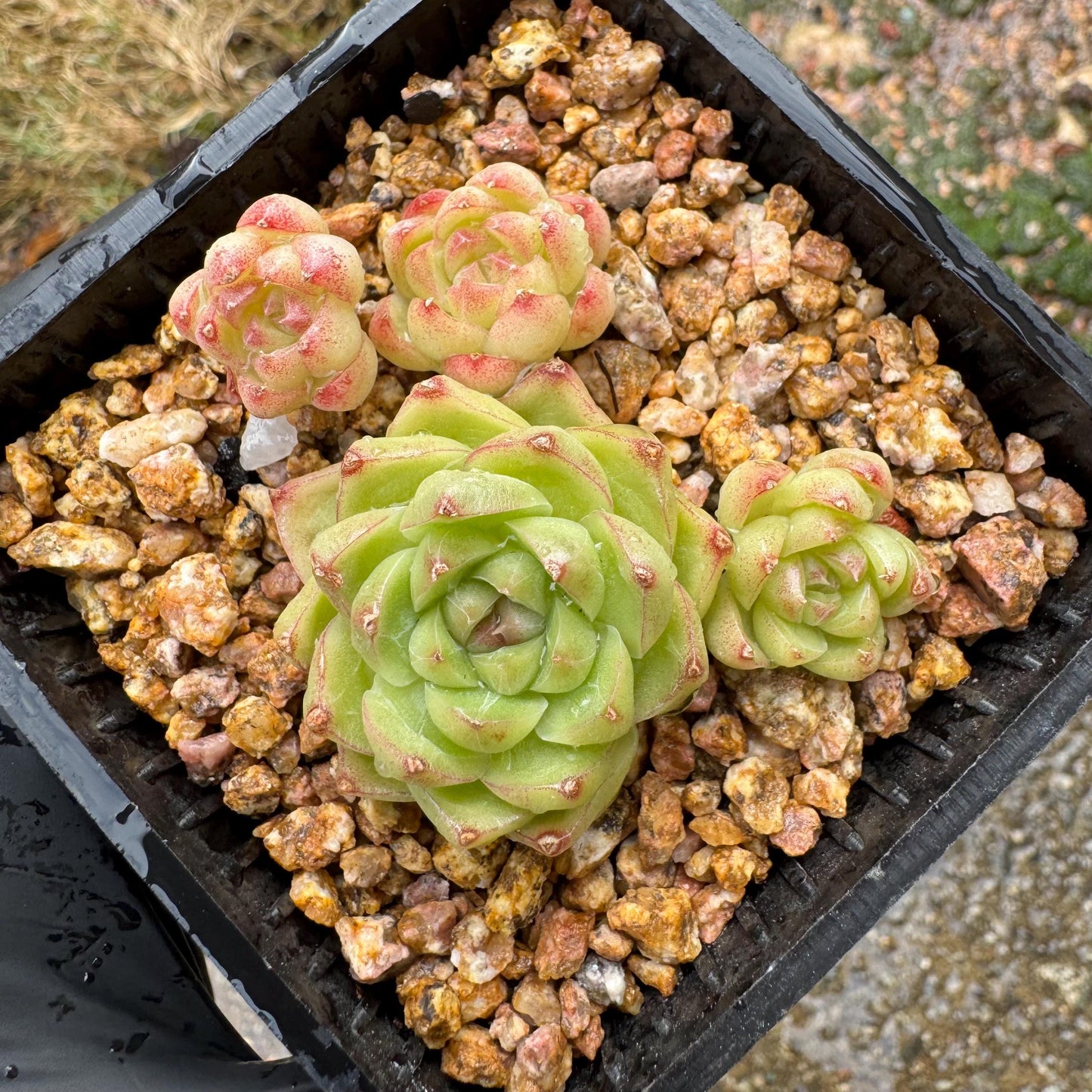 Echeveria  'malgan sp', tiny cluster, 4heads, 2.3inches,  great quality,  Bare Root, Imported Rare Succulent, gift