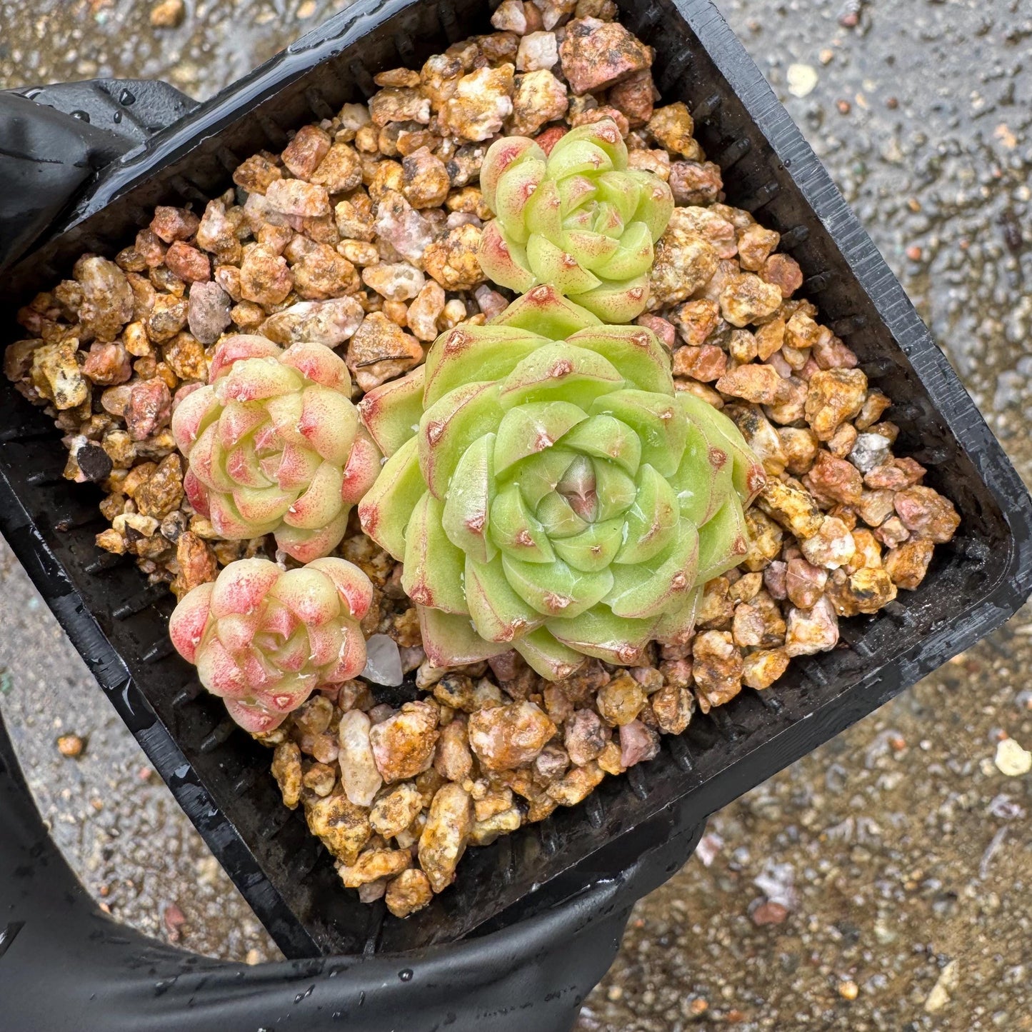 Echeveria  'malgan sp', tiny cluster, 4heads, 2.3inches,  great quality,  Bare Root, Imported Rare Succulent, gift