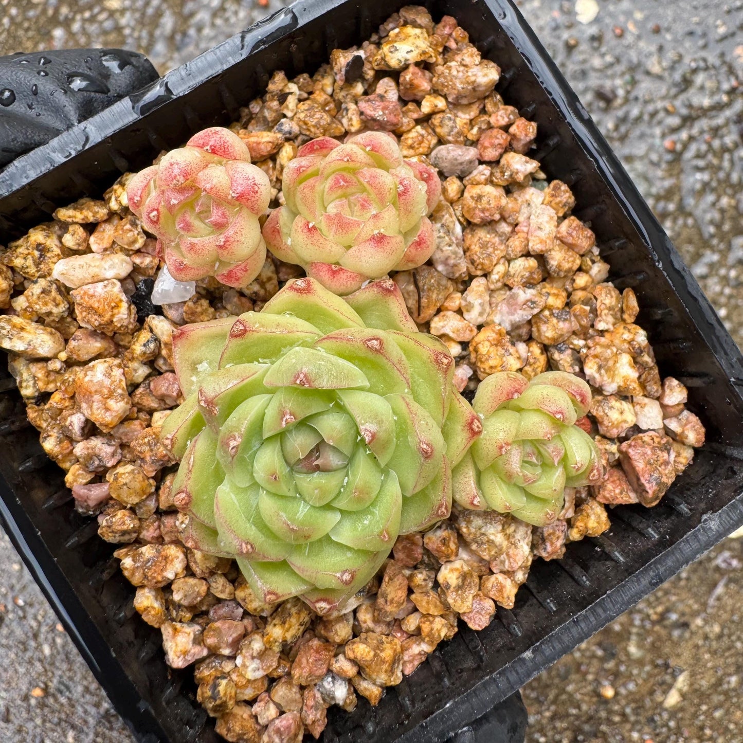 Echeveria  'malgan sp', tiny cluster, 4heads, 2.3inches,  great quality,  Bare Root, Imported Rare Succulent, gift