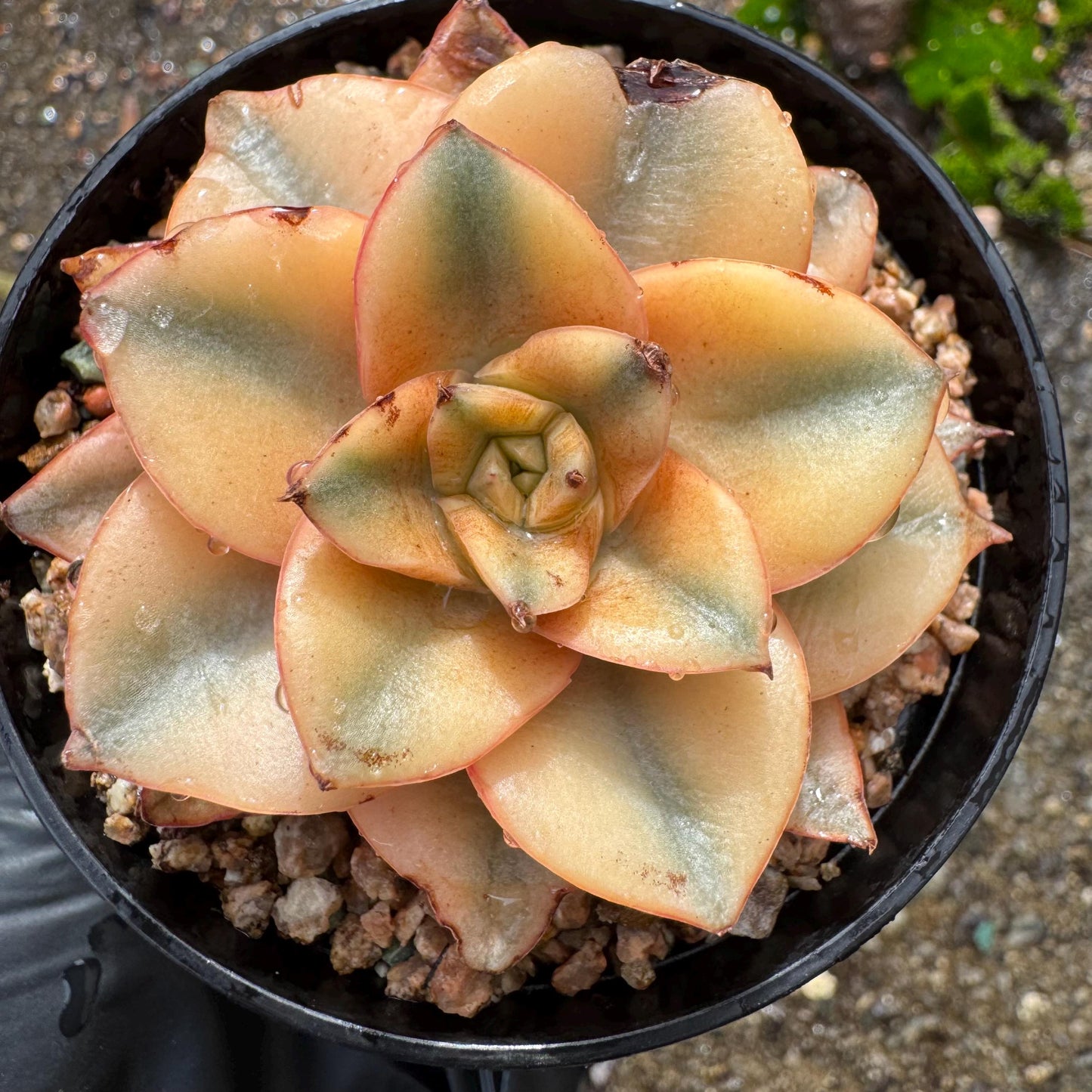 Echeveria 'Monocerotis full variegated ’ ,a little scar on the leaf , small size , 2inches,  high quality, nice color