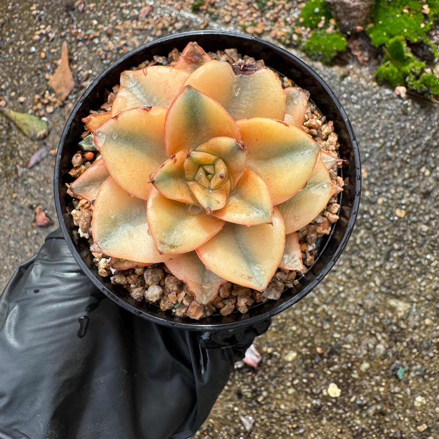 Echeveria 'Monocerotis full variegated ’ ,a little scar on the leaf , small size , 2inches,  high quality, nice color