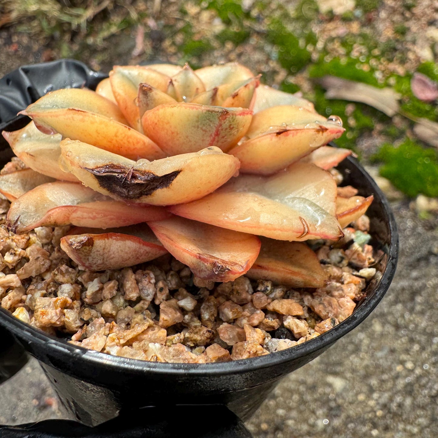 Echeveria 'Monocerotis full variegated ’ ,a little scar on the leaf , small size , 2inches,  high quality, nice color