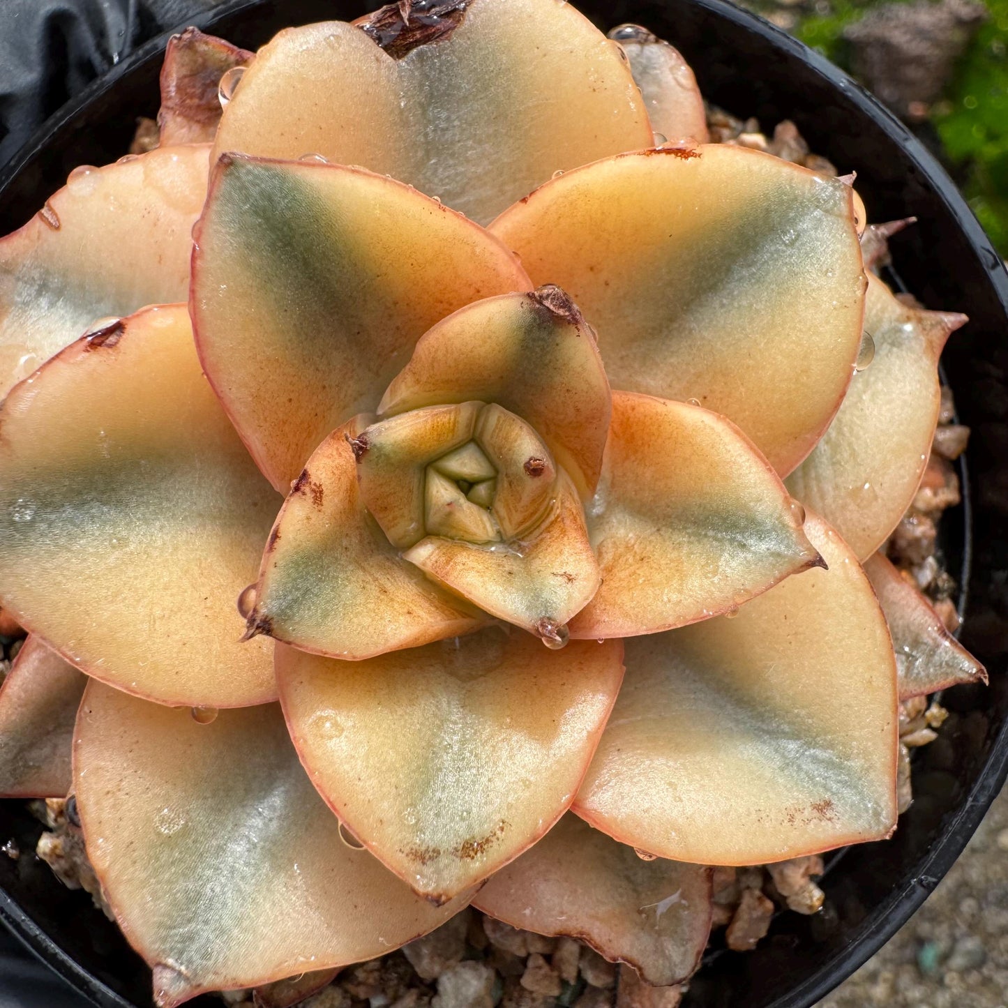 Echeveria 'Monocerotis full variegated ’ ,a little scar on the leaf , small size , 2inches,  high quality, nice color